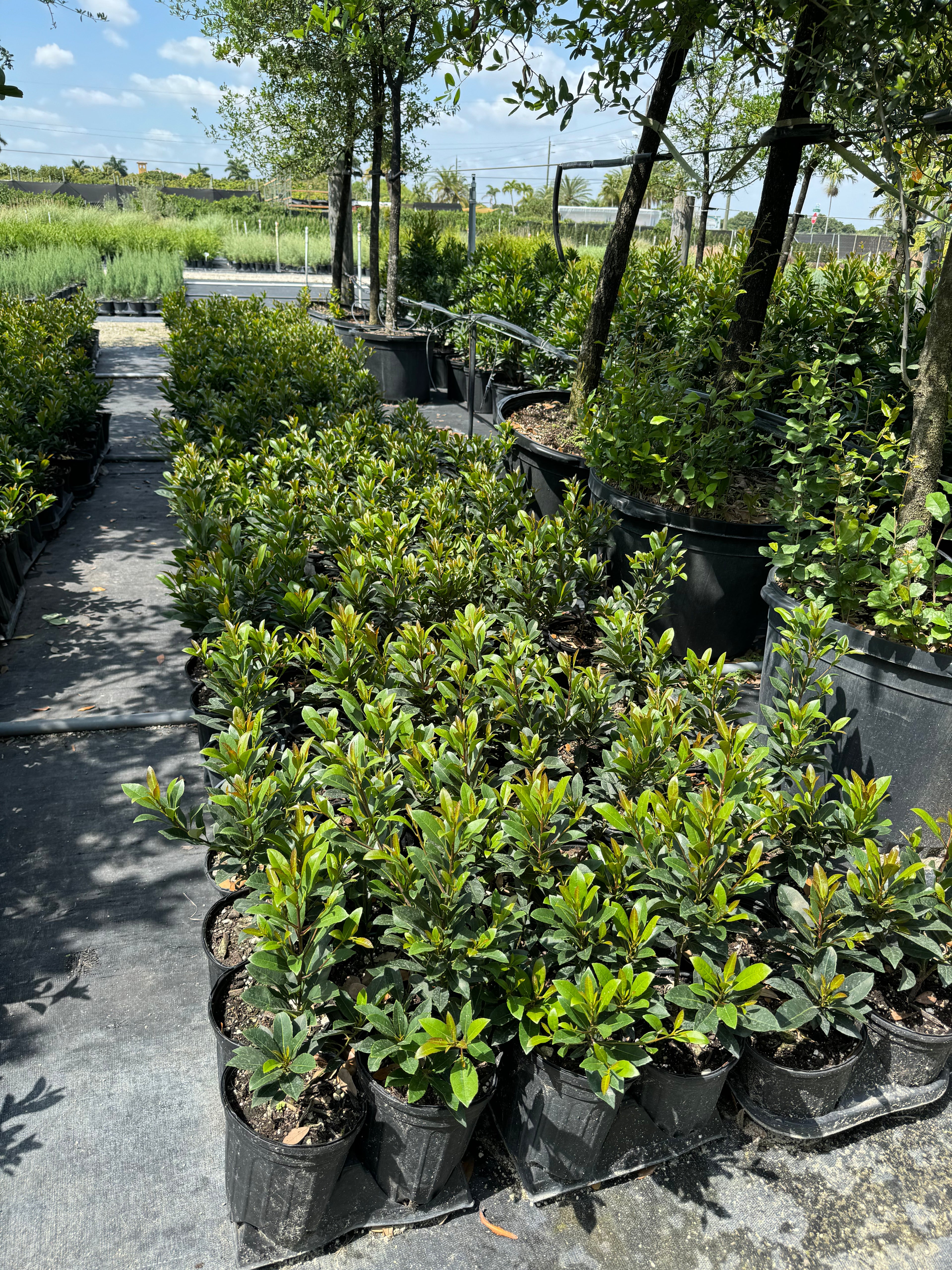 Japanese Blueberry Tree Form, Elaeocarpus Decipiens