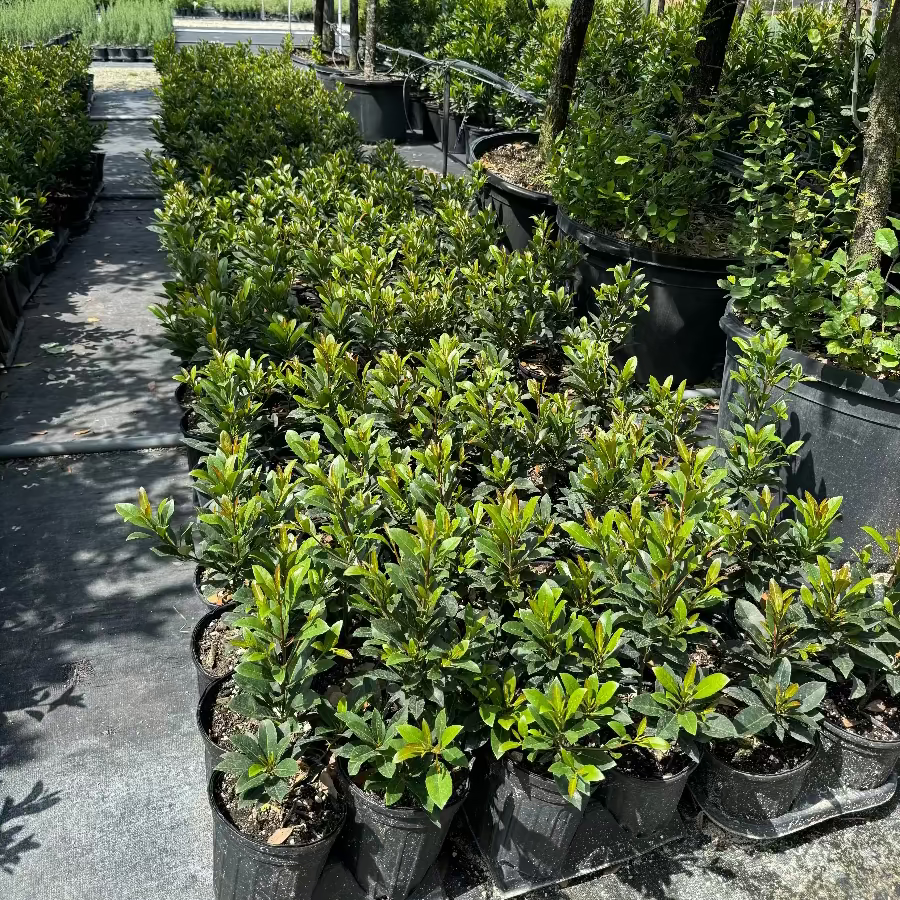 Young Japanese Blueberry Tree&