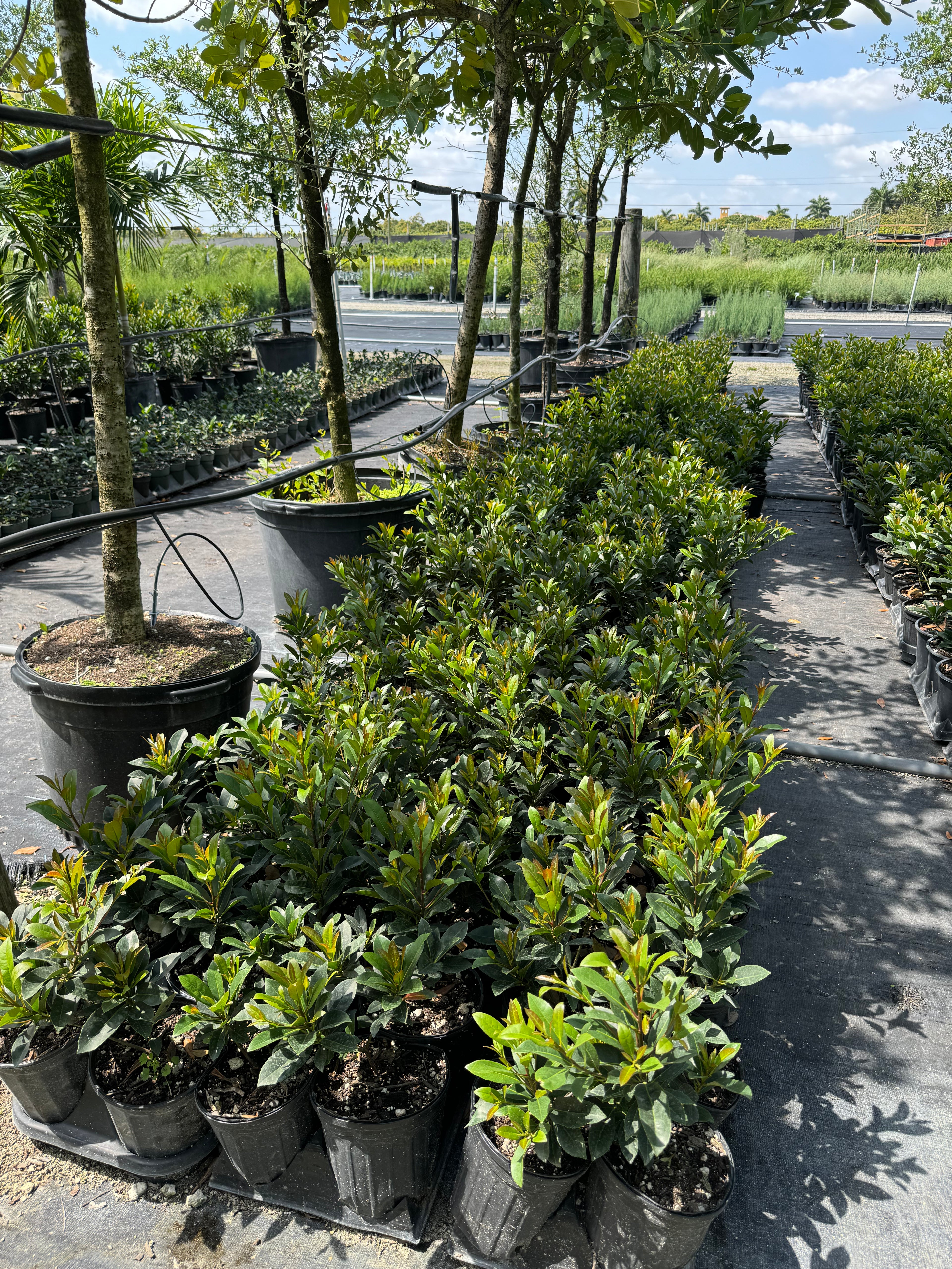 Japanese Blueberry Tree Form, Elaeocarpus Decipiens