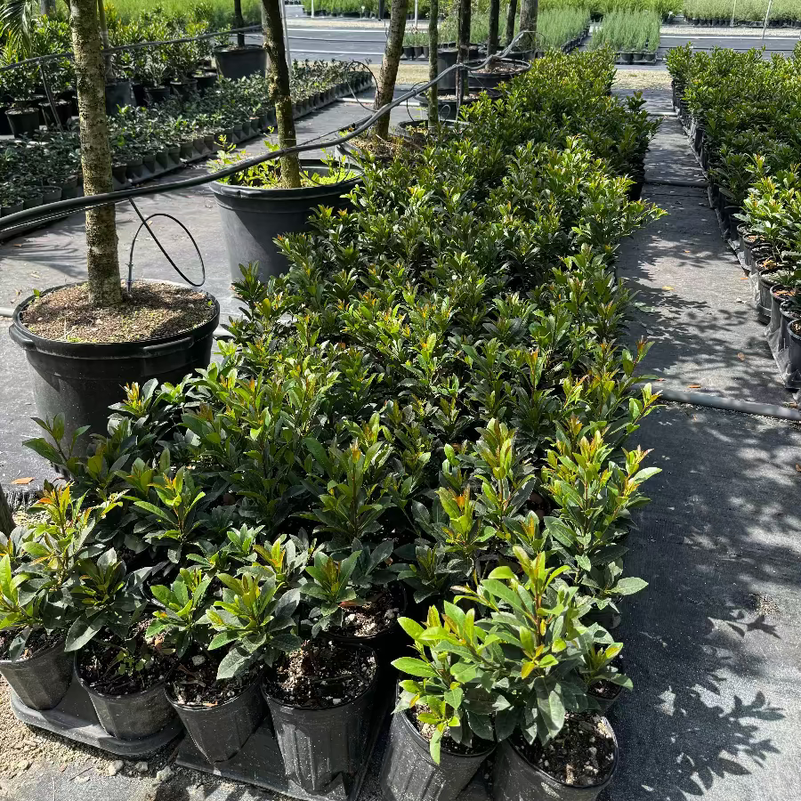 Young Japanese Blueberry Tree&