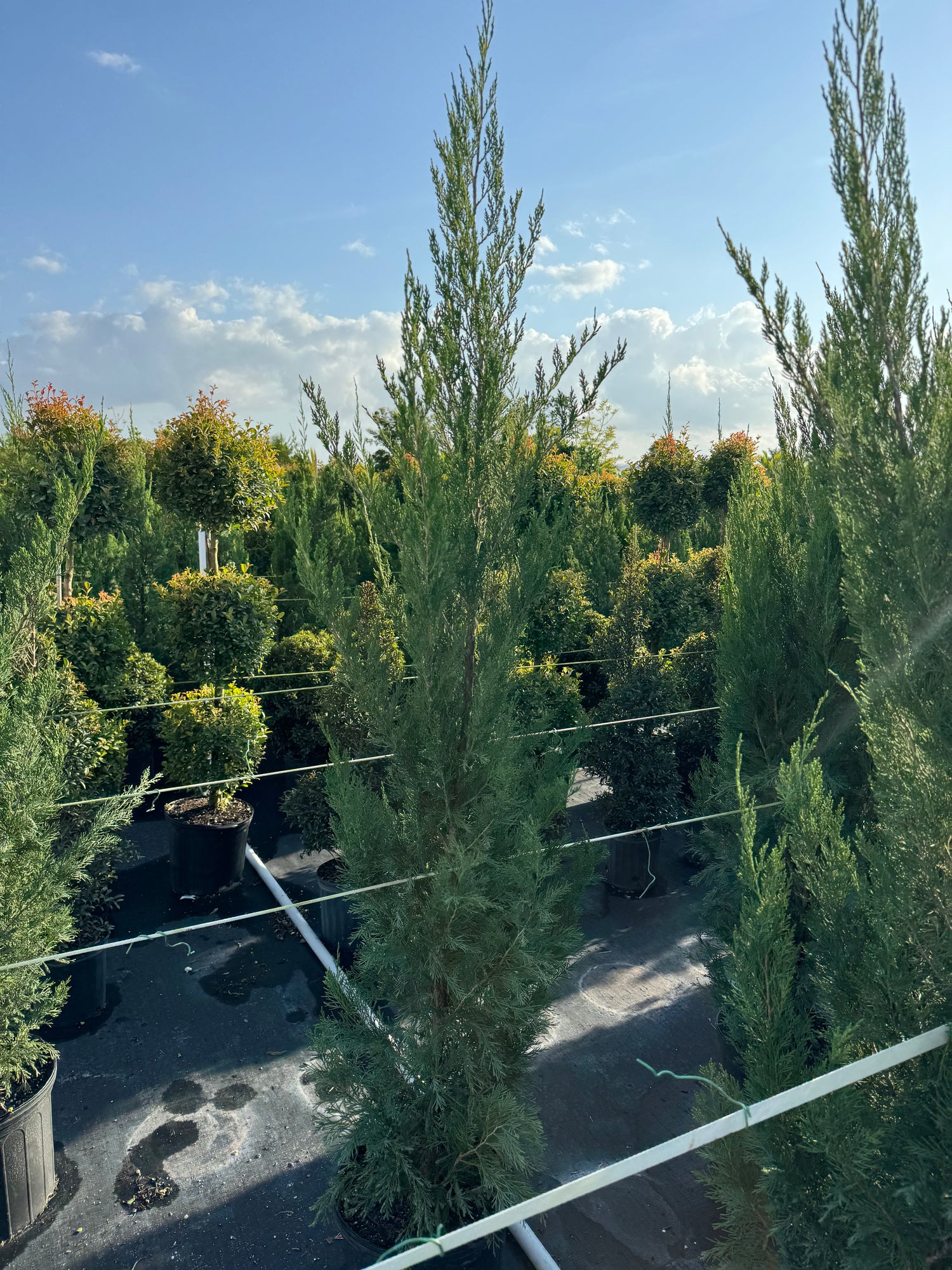 Brodie Eastern Red Cedar Evergreen Tree
