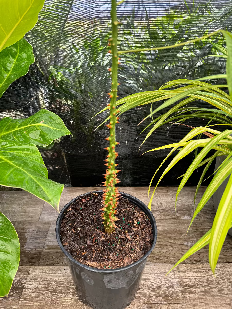 A young potted plant featuring a tall, straight green stem densely covered in prominent, sharp thorns, growing in a black nursery pot.