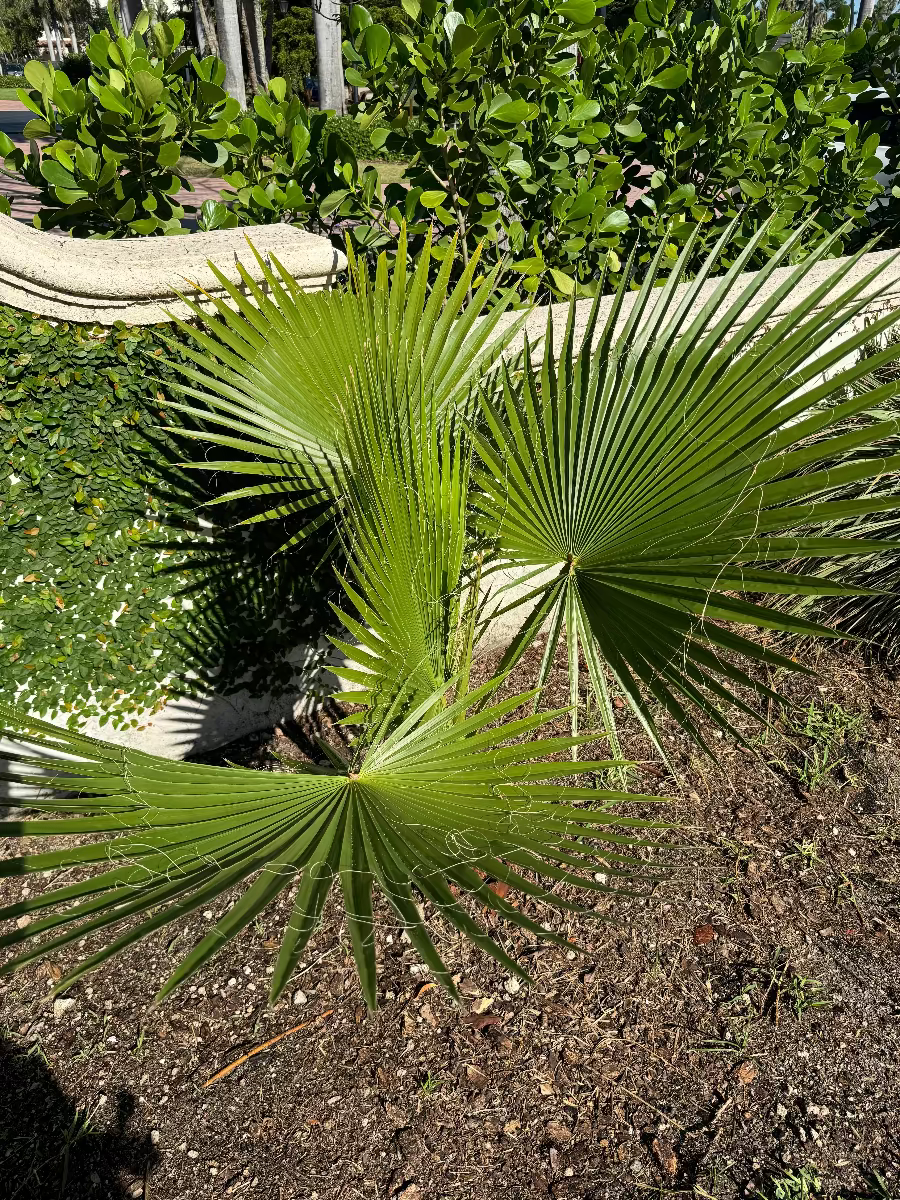 A young fan palm featuring bright green, deeply divided fan-shaped fronds