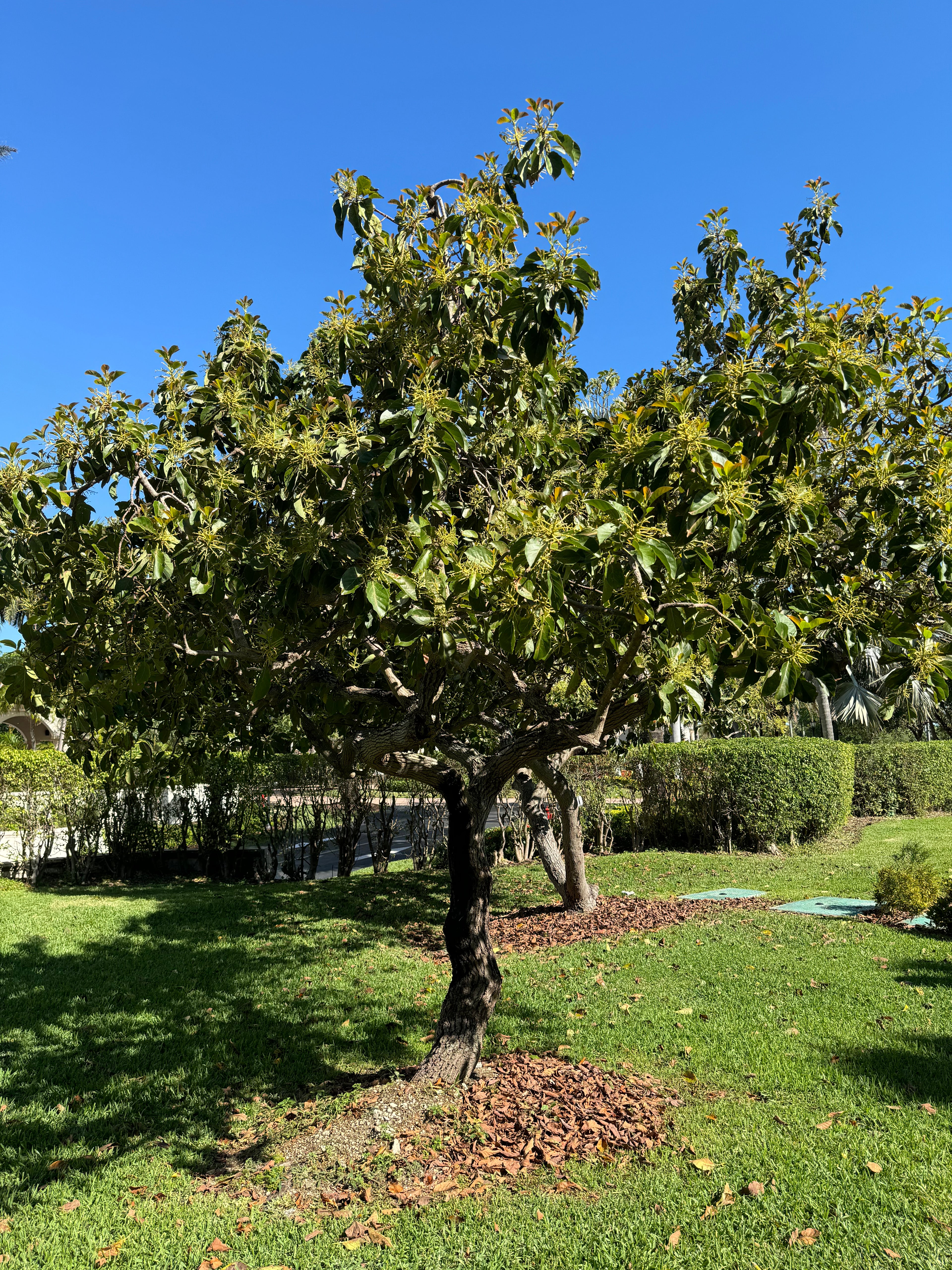 Mexicola Avocado Fruit Tree Cold Hardy, Persea Americana