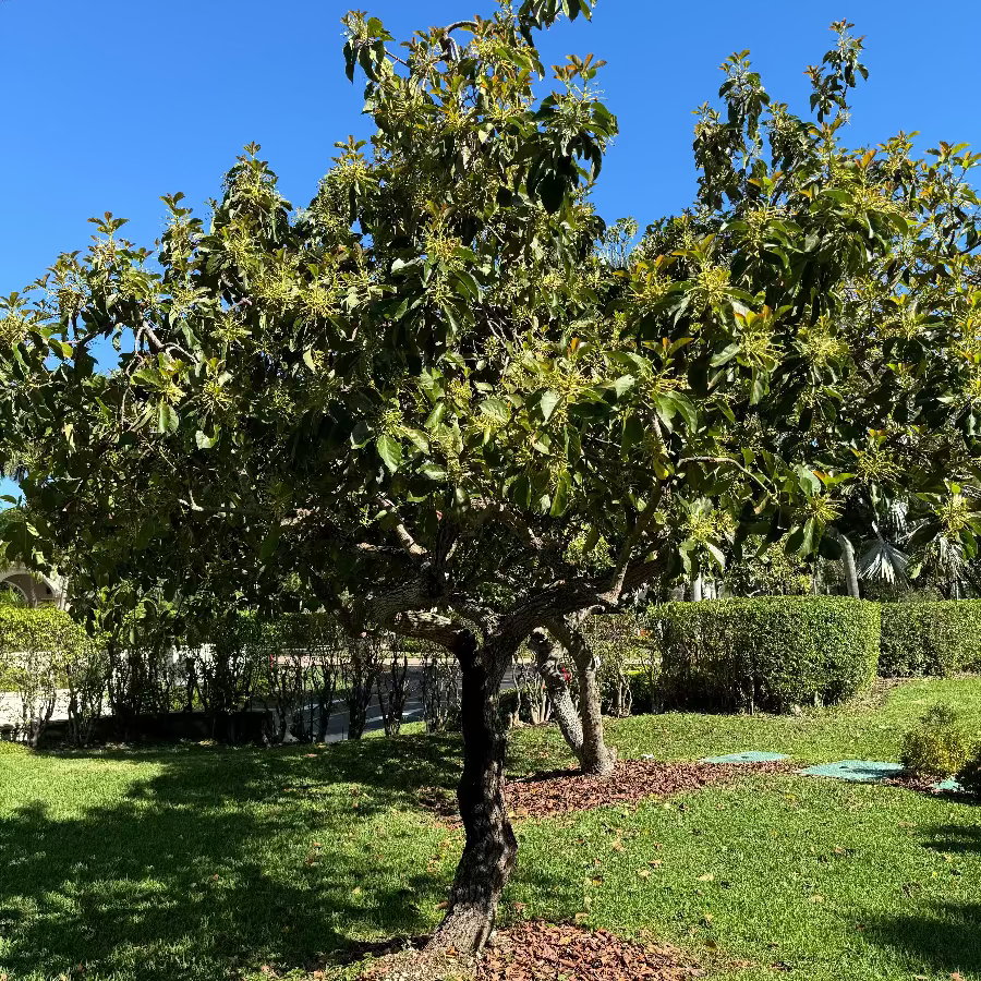 A mature Avocado Fruit Tree with green leaves and branches, planted outdoors on a lawn.