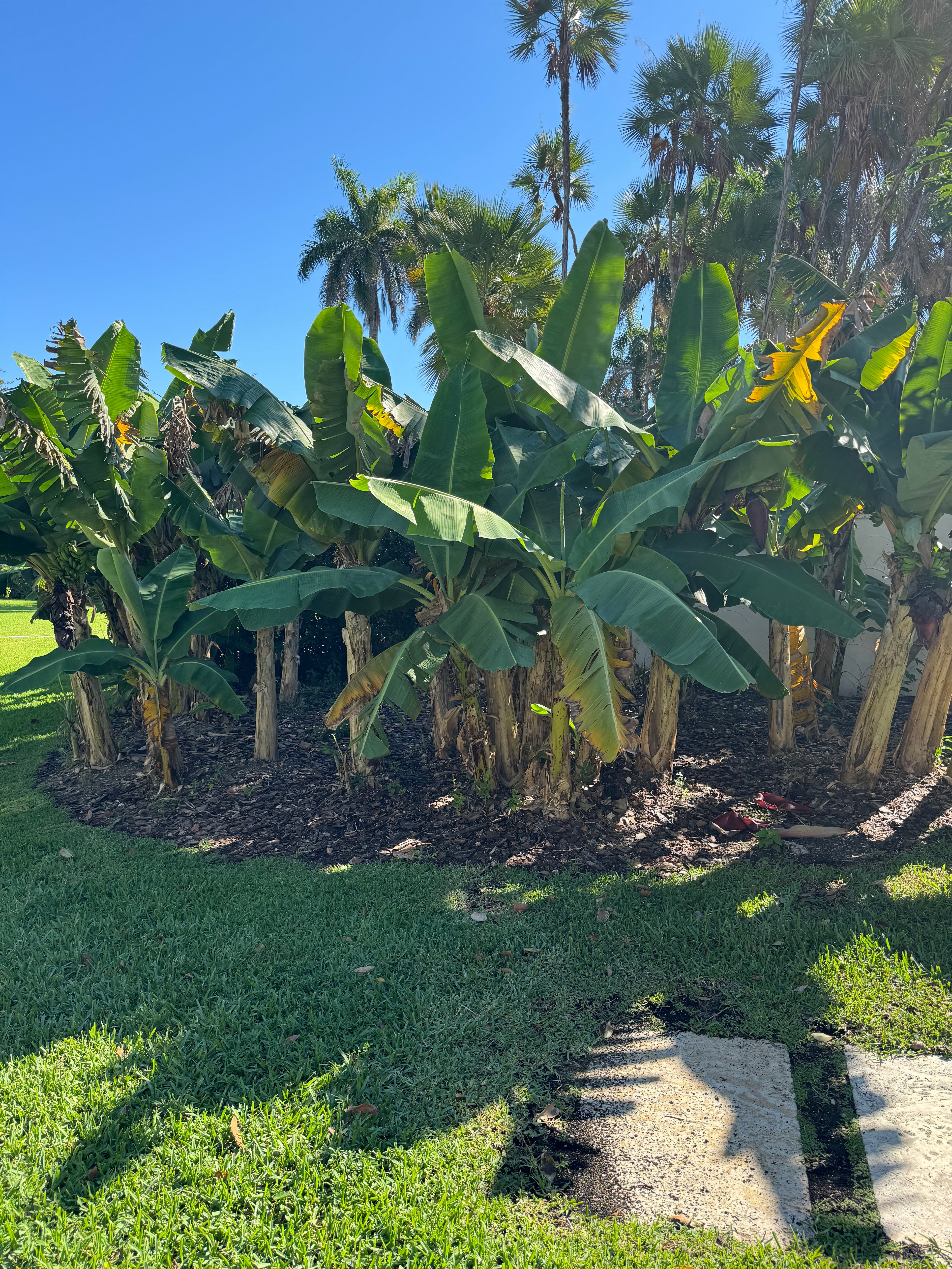 multiple Musa Basjoo Cold Hardy Banana Fruit Tree