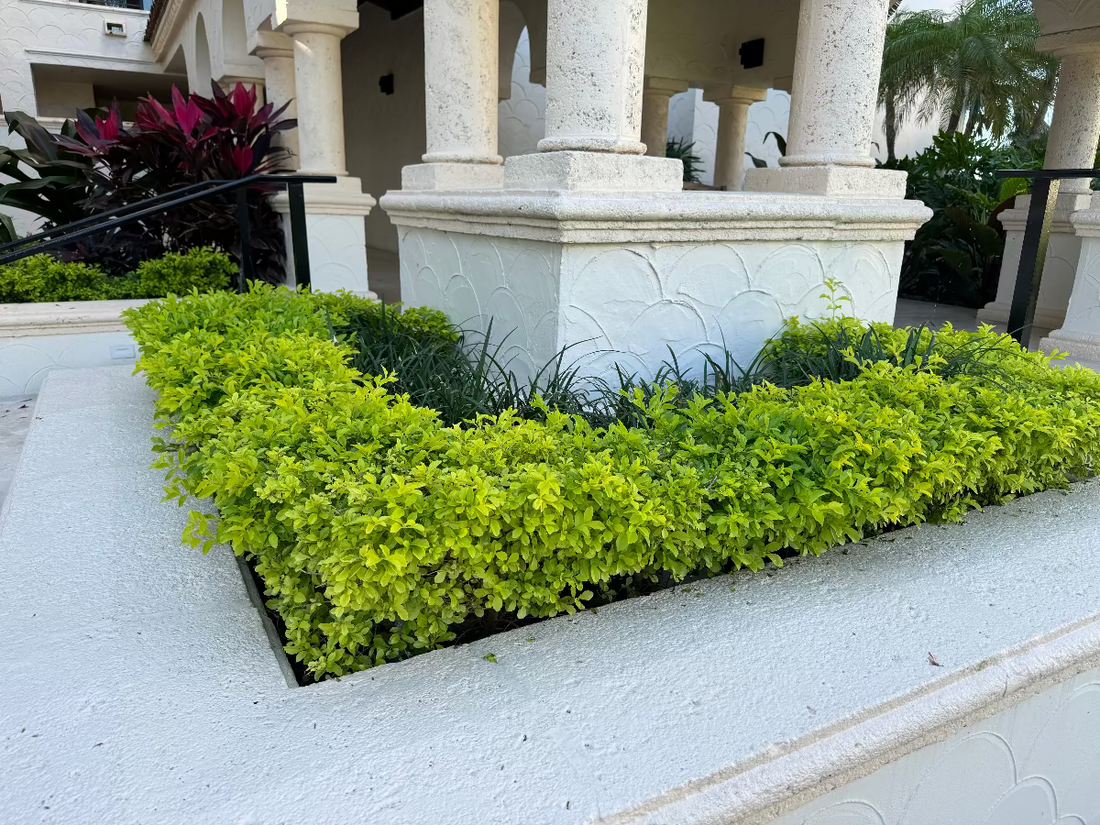 A raised white textured stone planter bed filled with vibrant, bright yellowish-green bushy plants, situated in a landscaped