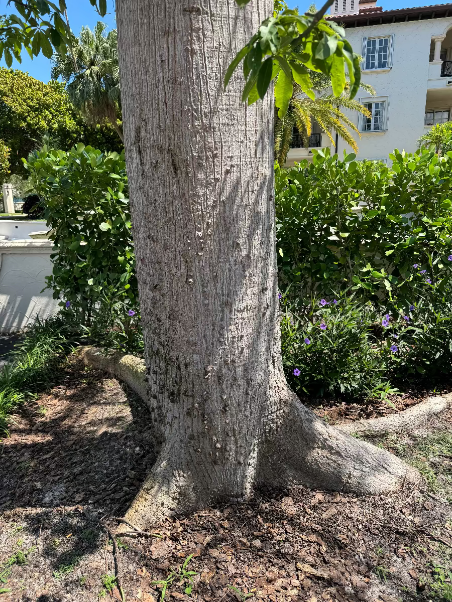 A close-up view of the thick, textured trunk and spreading root base of a mature tree, planted in a sunny landscaped garden bed