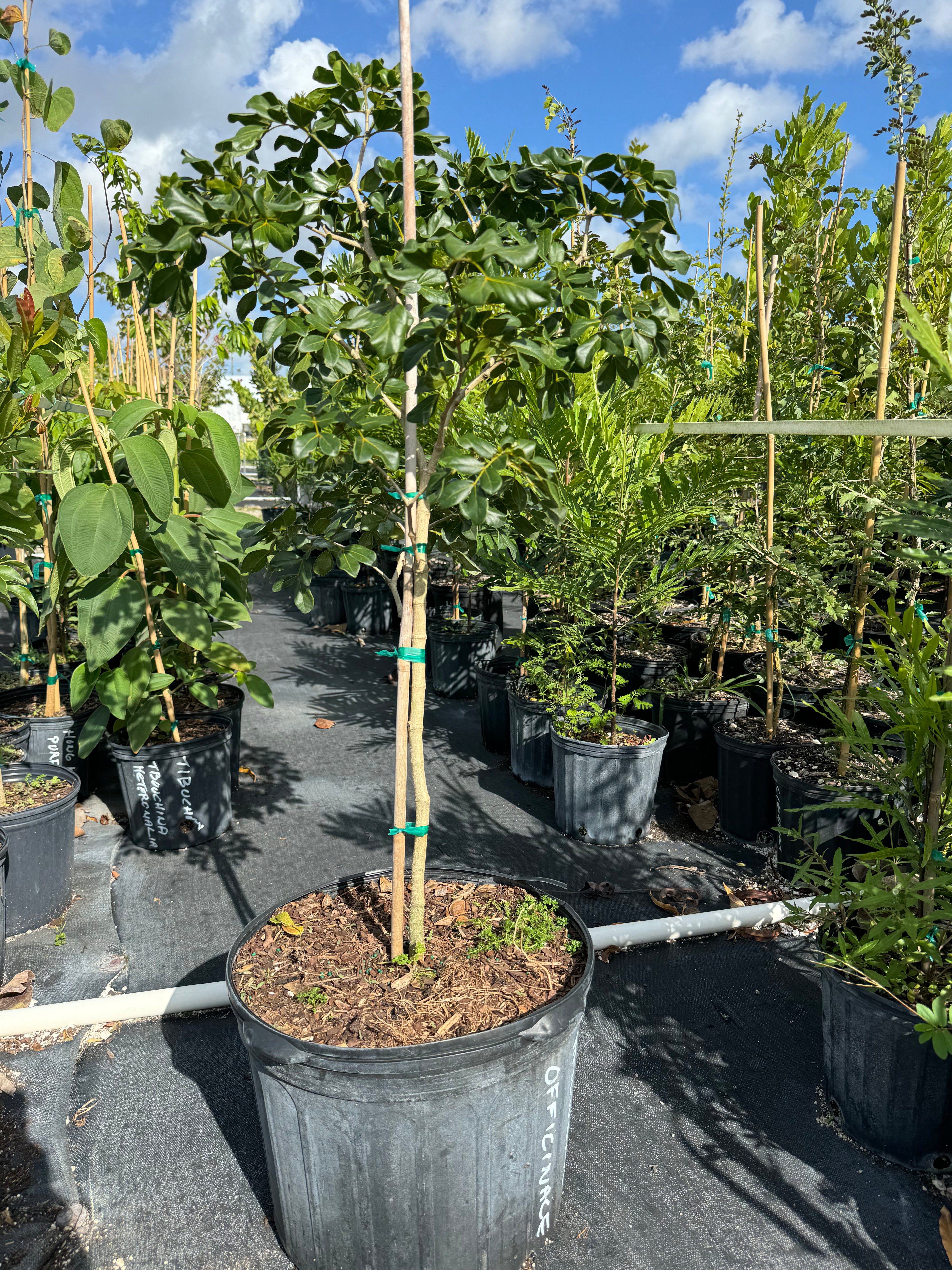 Lignum Vitae Guaiacum Officinale Flowering Tree of Life