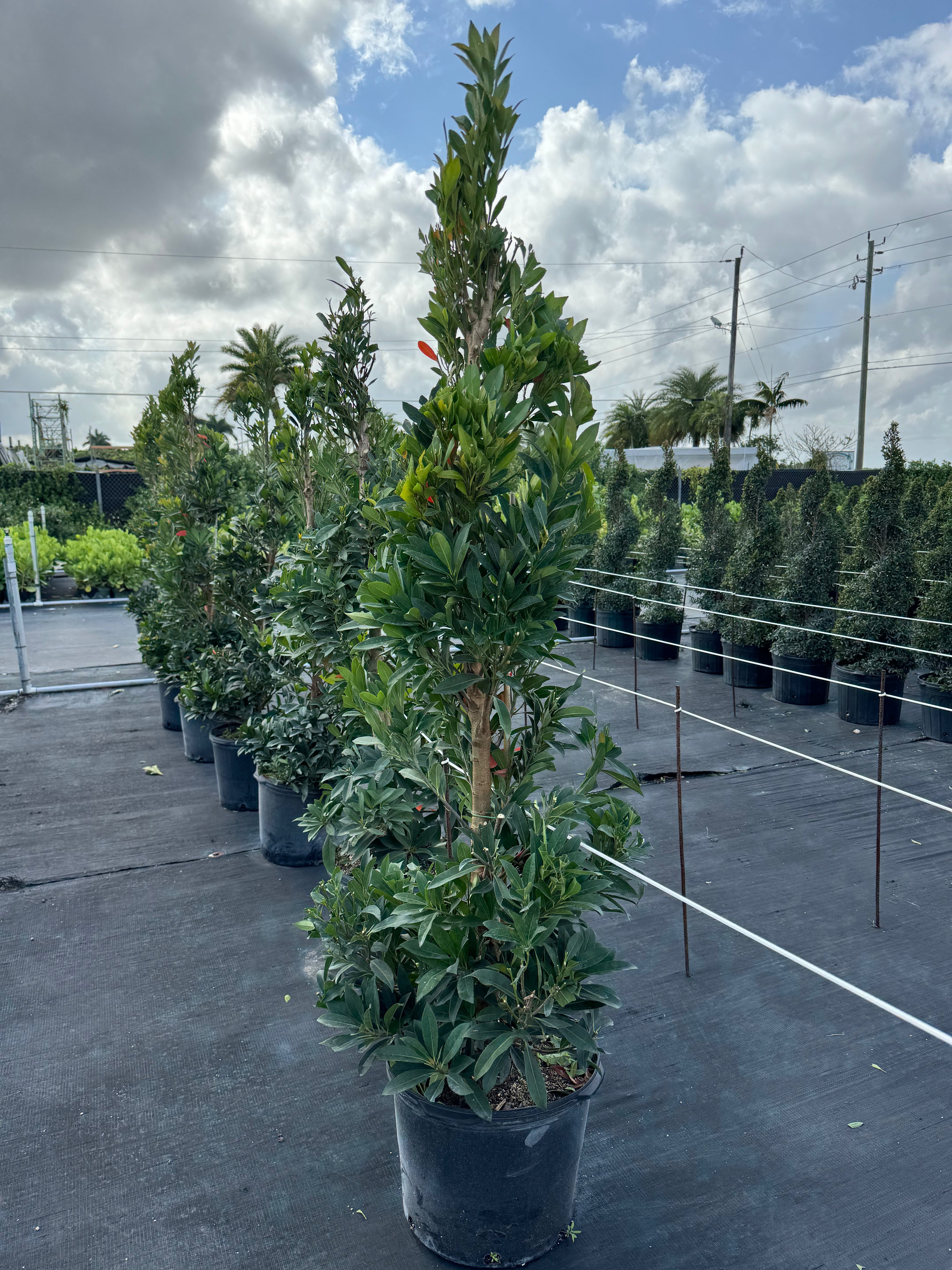 Topiary Spiral Japanese Blueberry Tree