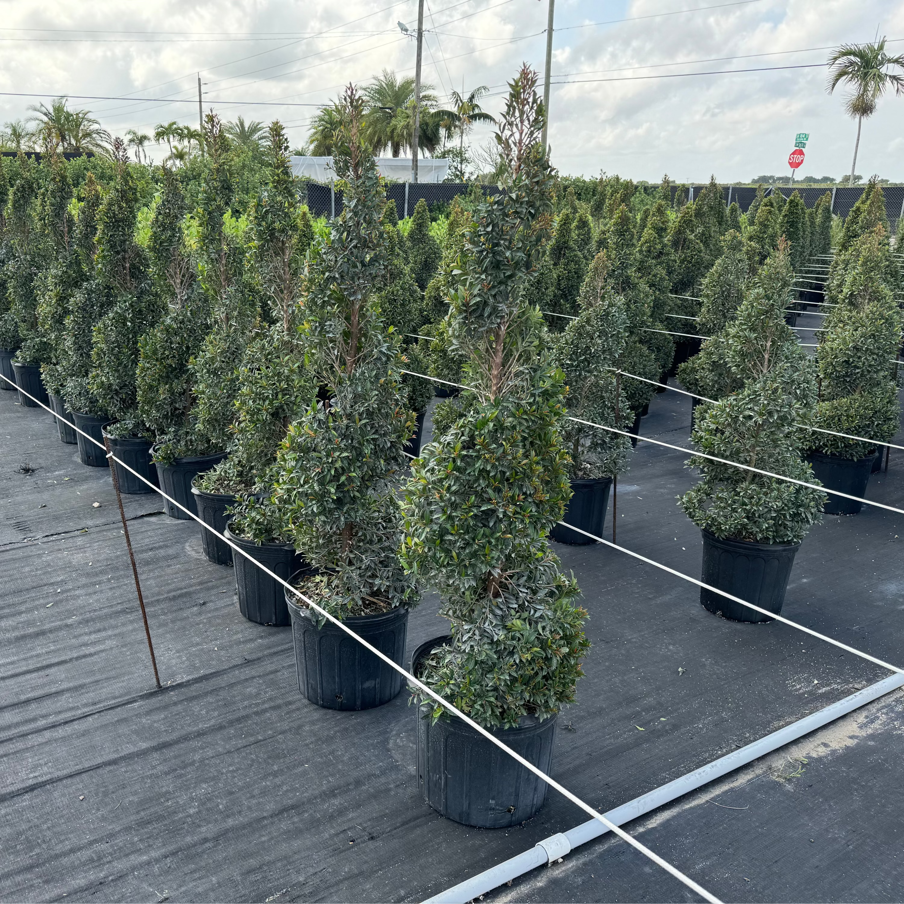 Multiple Topiary Eugenia Spiral Tree in nursery pots 5gal, Corkscrew topiary, Helical topiary, spiral topiary tree.