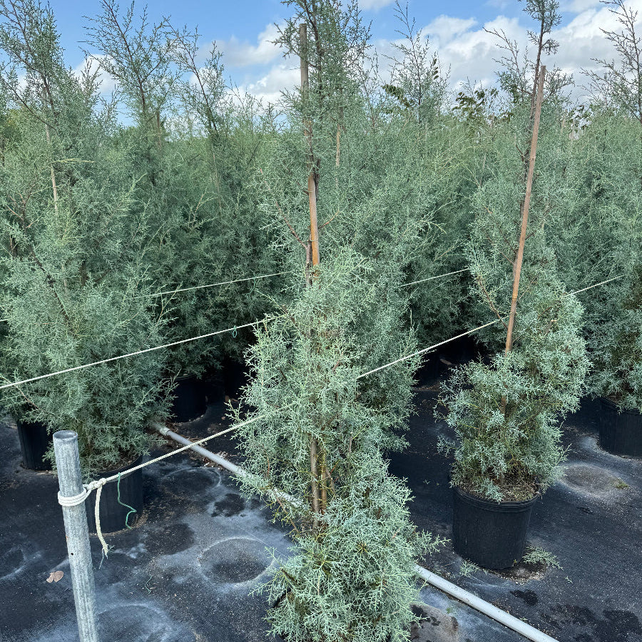 Topiary Spiral Tree Form Blue Ice Arizona Cypress Nursery Container 5gal