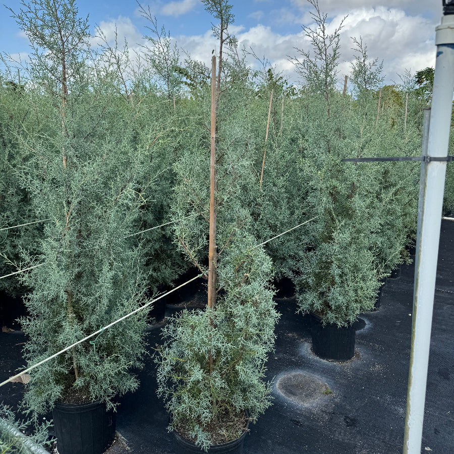 Topiary Spiral Arizona Cypress Nursery Pot 5gal