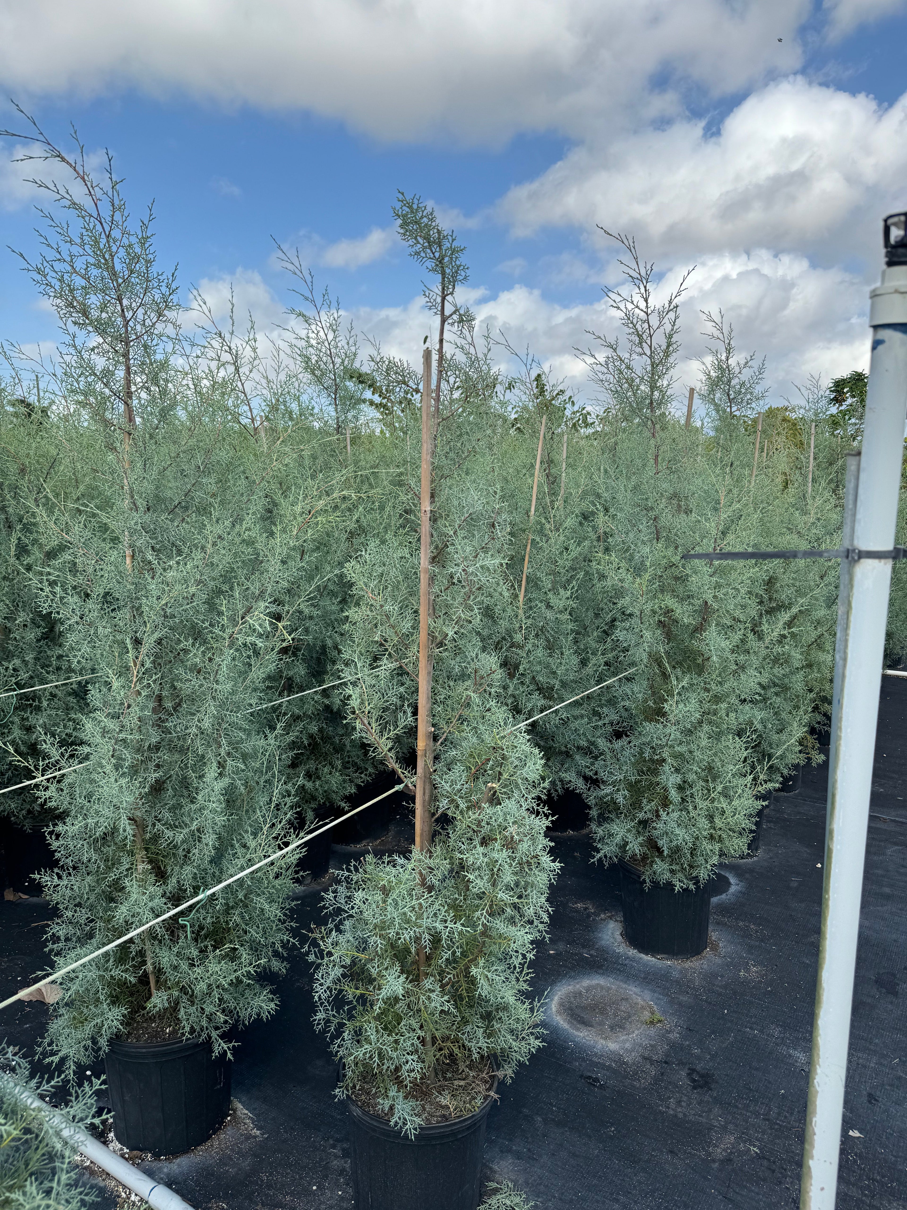 Topiary Spiral Blue Ice Arizona Cypress