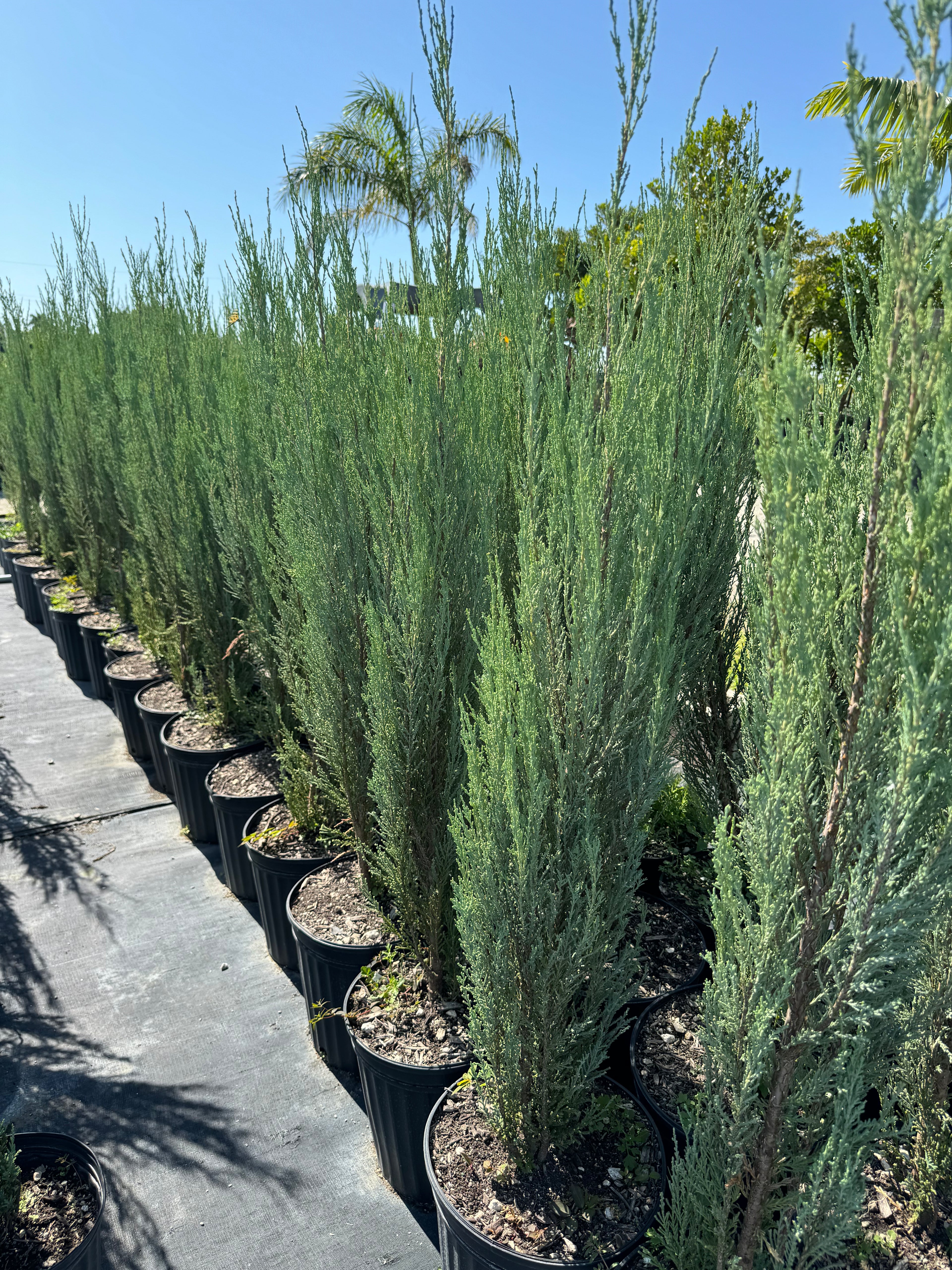 Blue Arrow Rocky Mountain Juniper