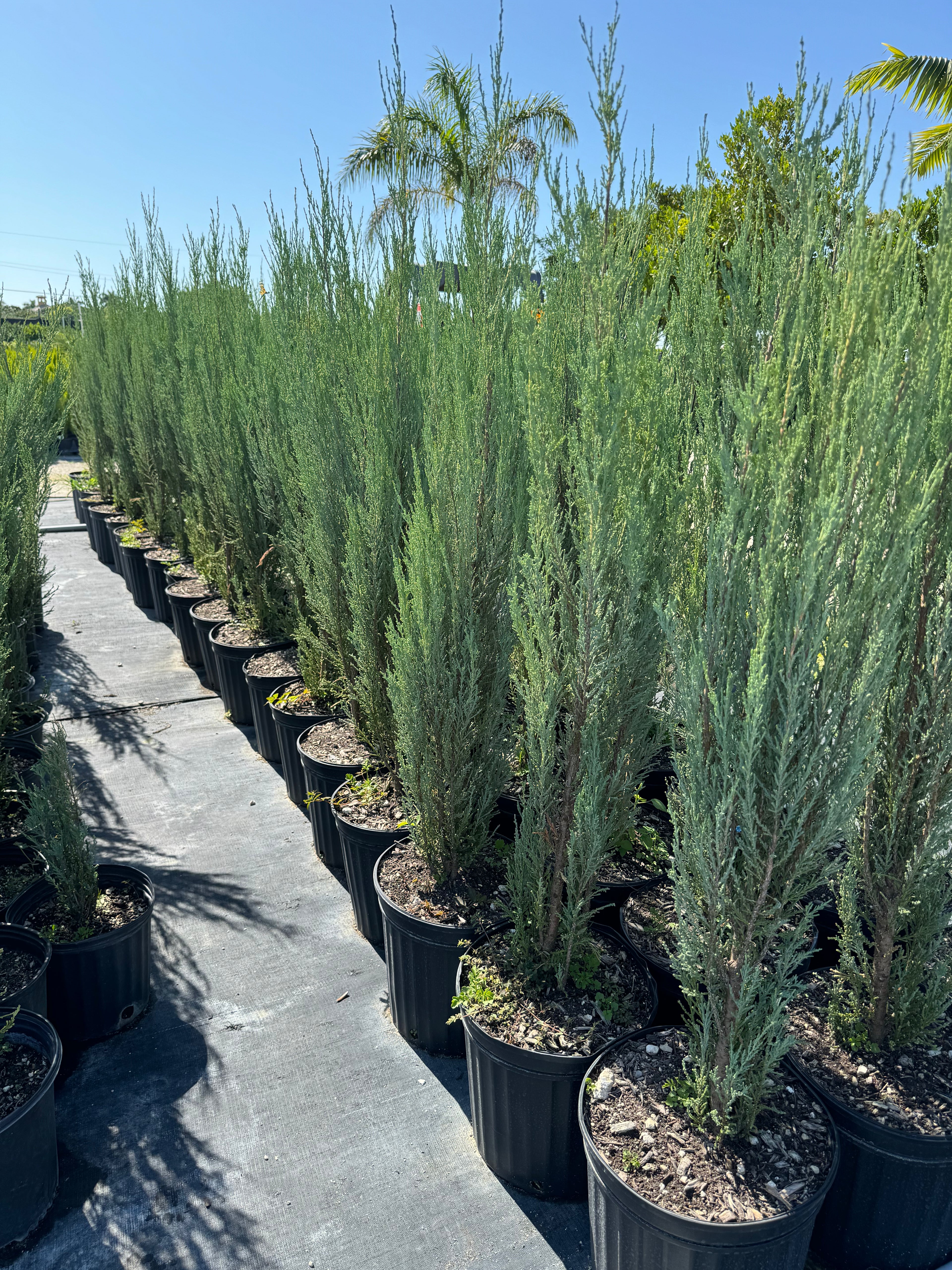 Blue Arrow Rocky Mountain Juniper