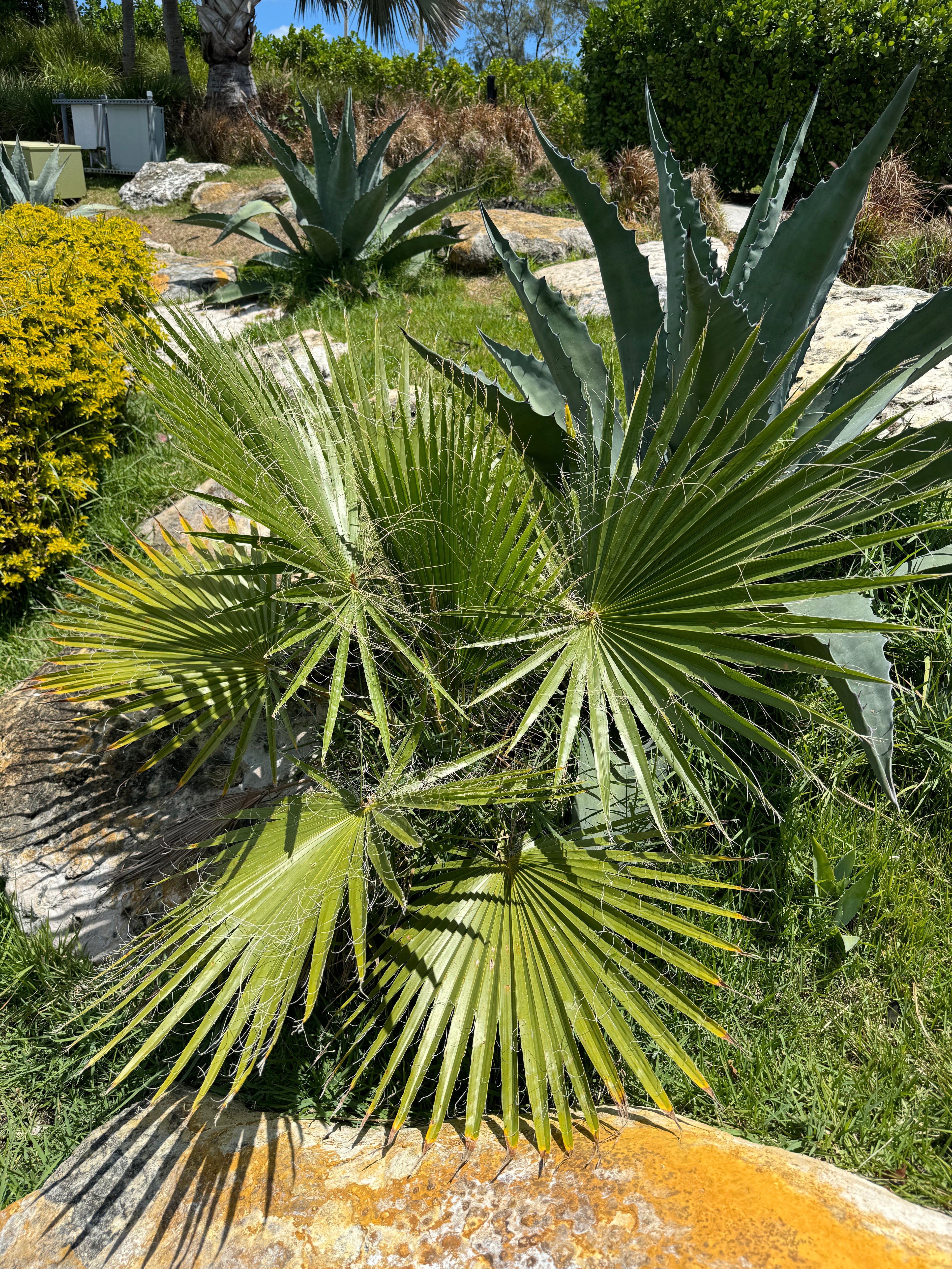 Washington Palm, Mexican Fan Palm Tree