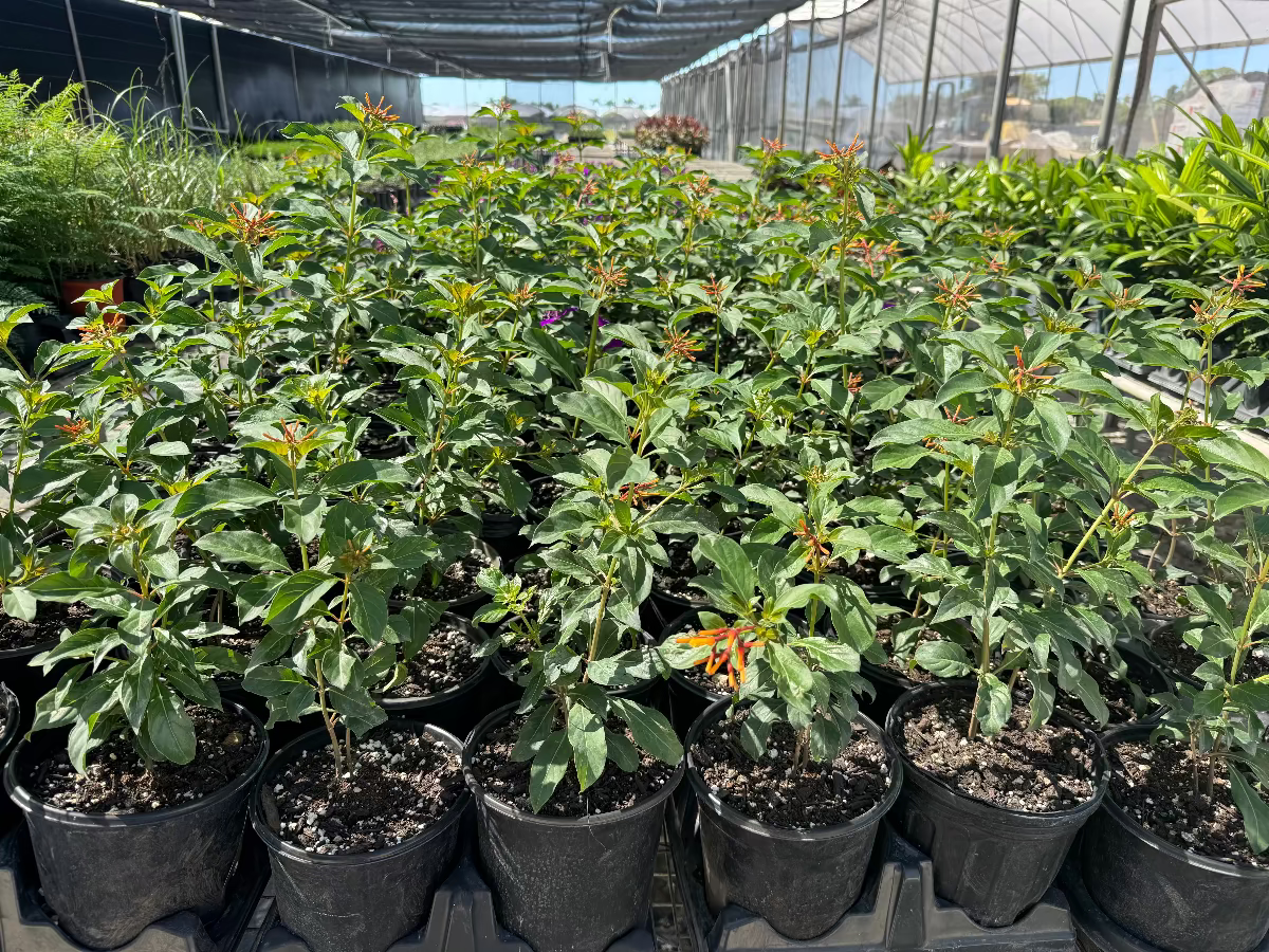 A group of young potted Firebush plants featuring lush green leaves and distinctive tubular orange flowers, growing in black nursery pots
