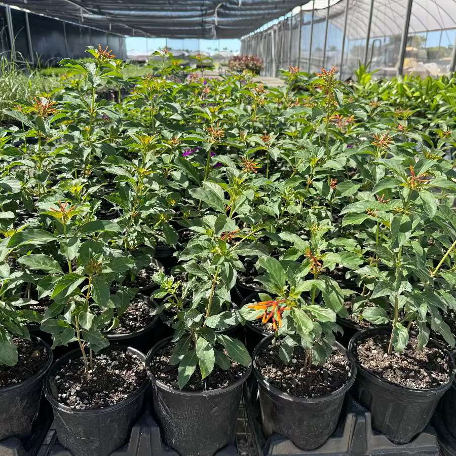 A group of young potted Firebush plants featuring lush green leaves and distinctive tubular orange flowers, growing in black nursery pots