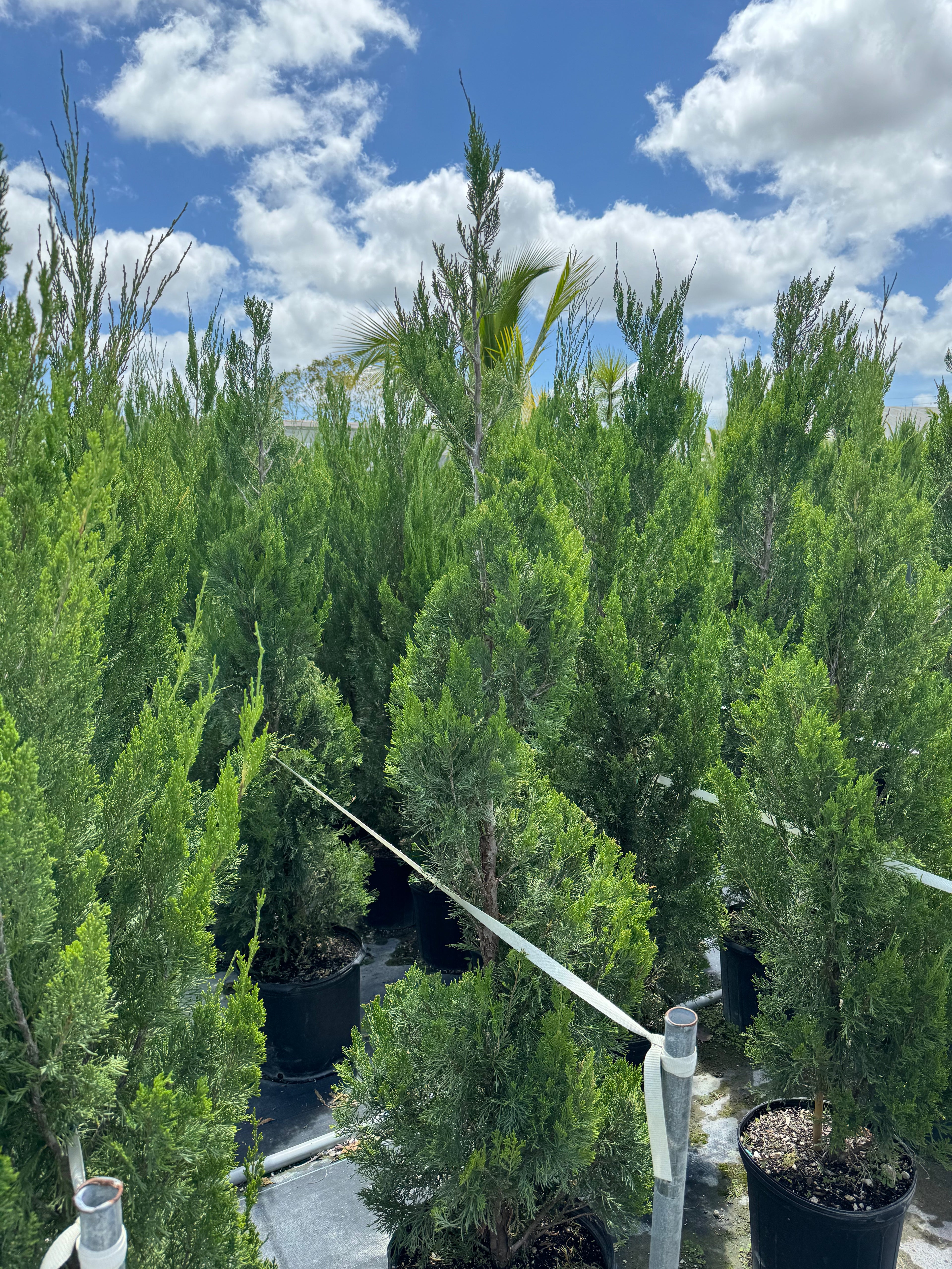 Topiary Spiral Spartan Juniper