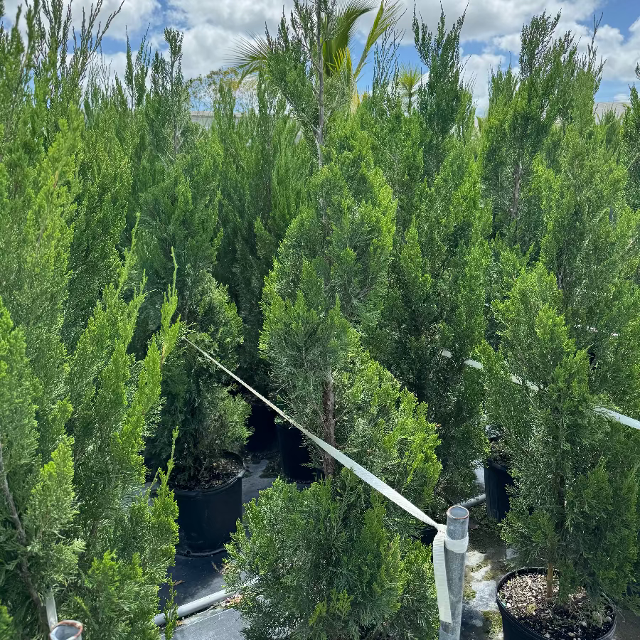 Spiral topiary tree in rows