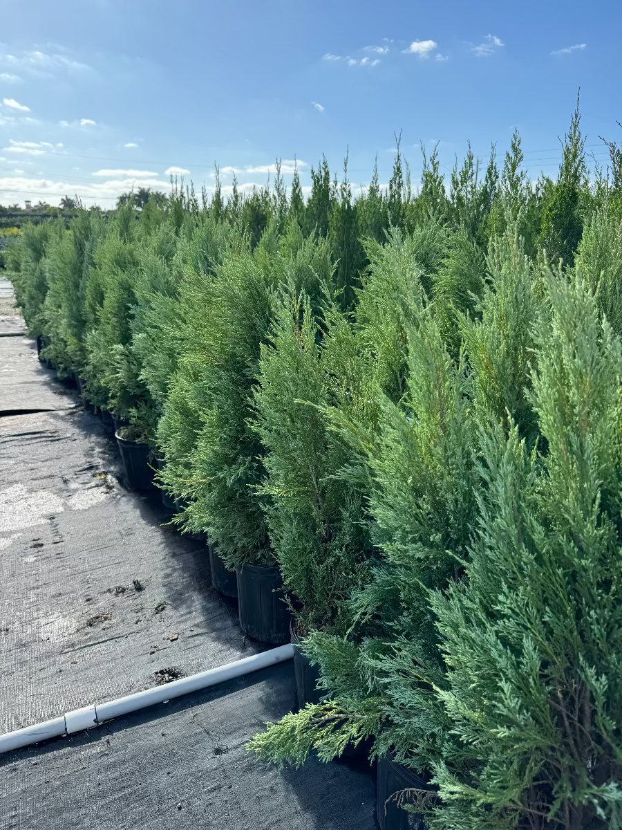 A long row of potted Medora Juniper trees featuring dense, upright, bluish-green foliage, growing in black nursery pots