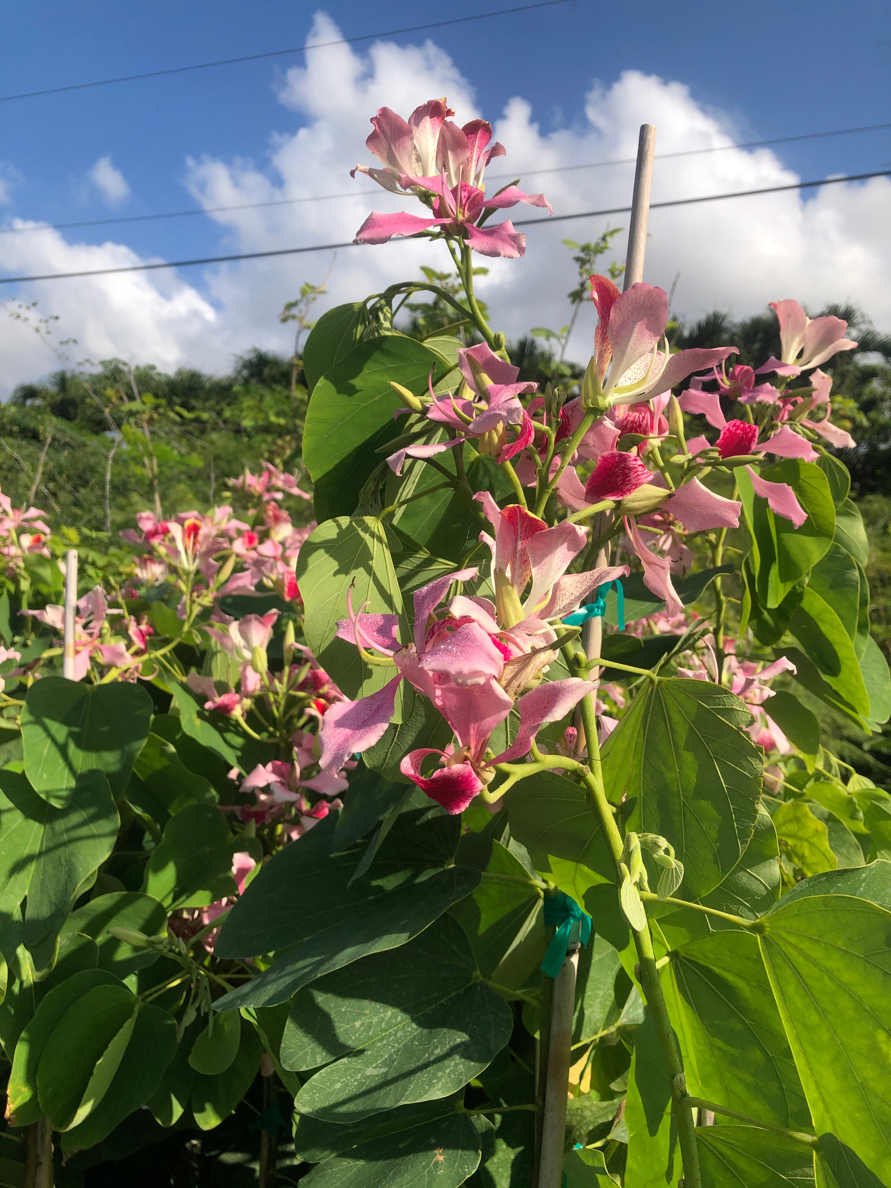 Pink Orchid Flowering Tree, Bauhinia Monandra Butterfly Flower