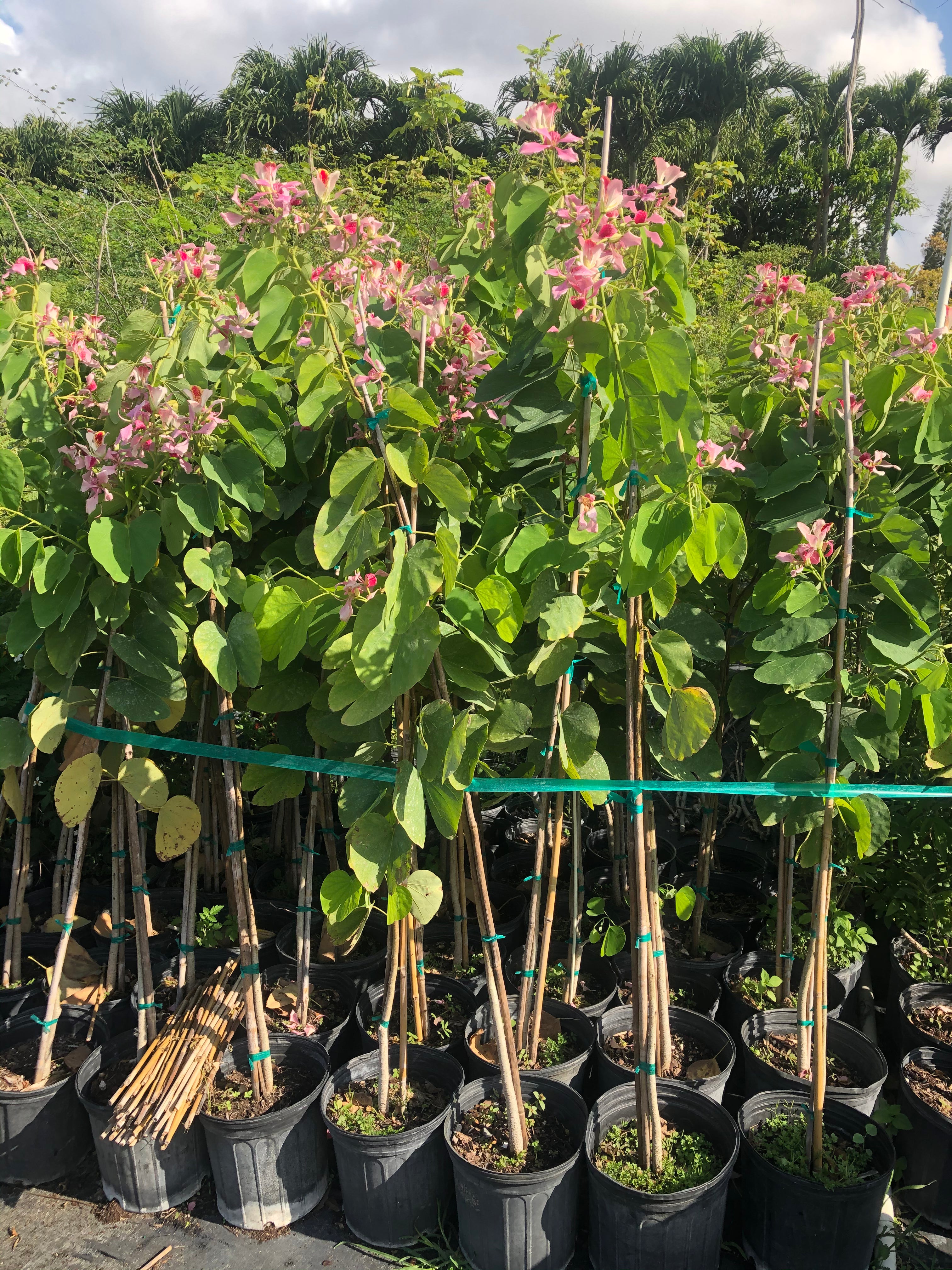 Pink Orchid Flowering Tree, Bauhinia Monandra Butterfly Flower