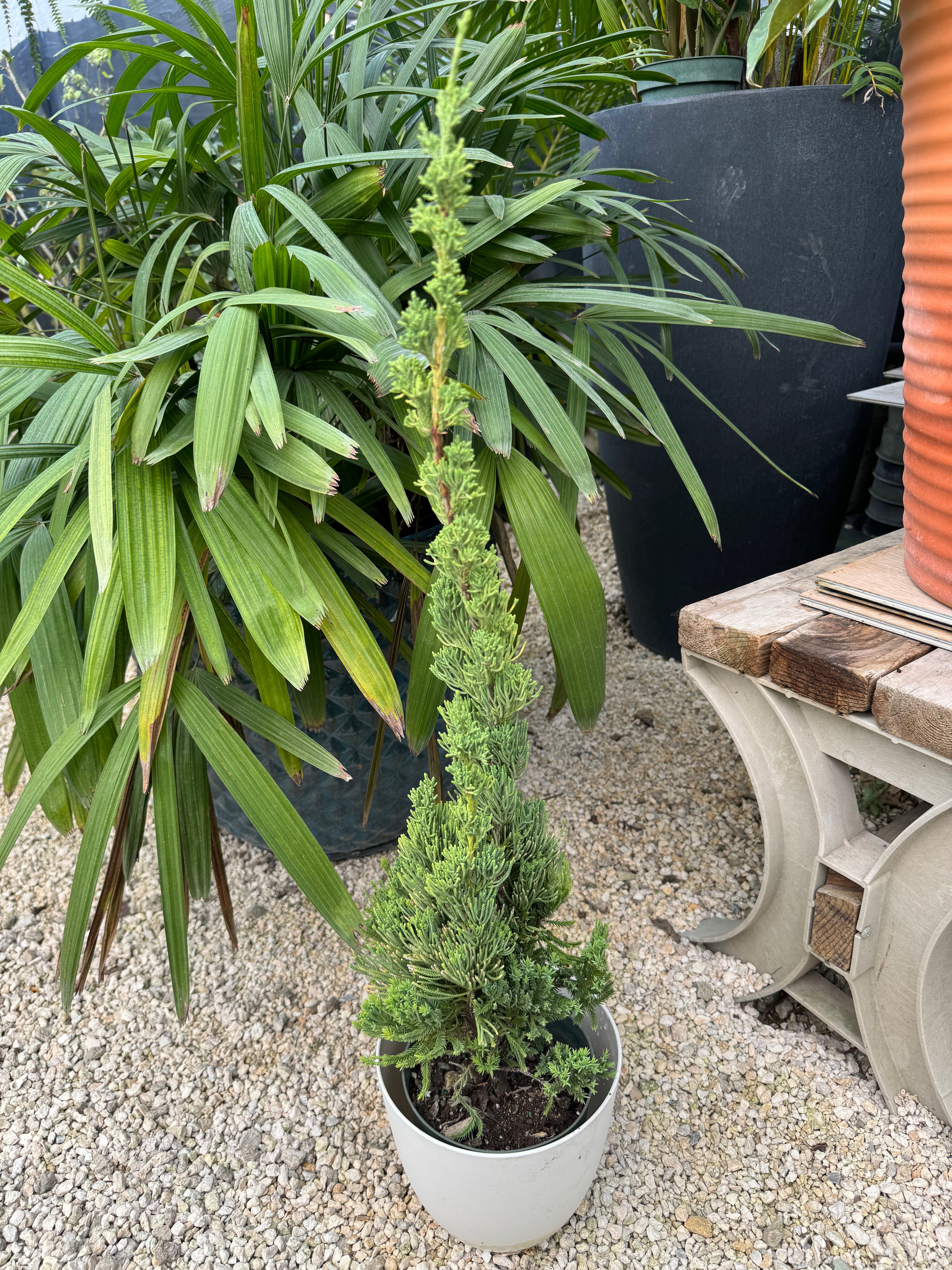 Robusta Green Juniper, Juniperus chinensis, Christmas tree