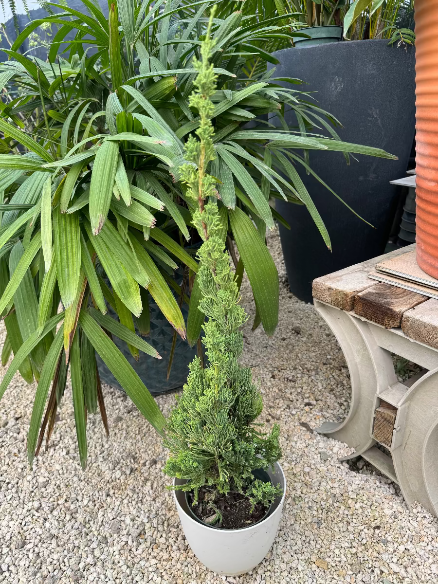 A young potted Robusta Green Juniper (Juniperus chinensis) shaped like a small Christmas tree, featuring dense, upright green foliage, growing in a round white pot