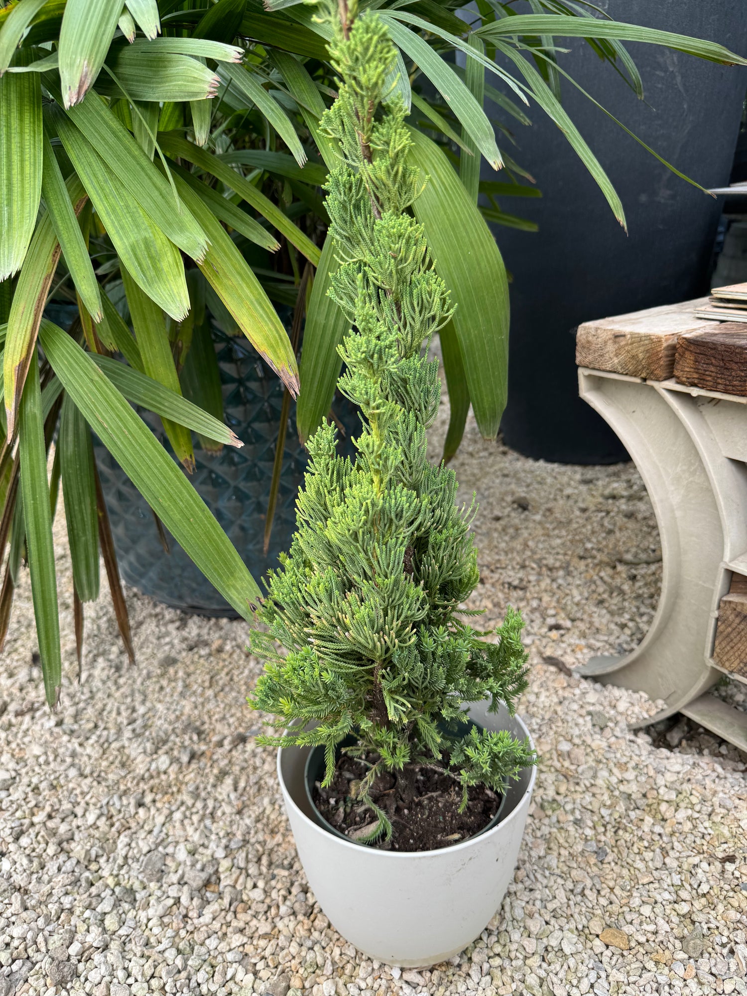 Robusta Green Juniper, Juniperus chinensis, Christmas tree