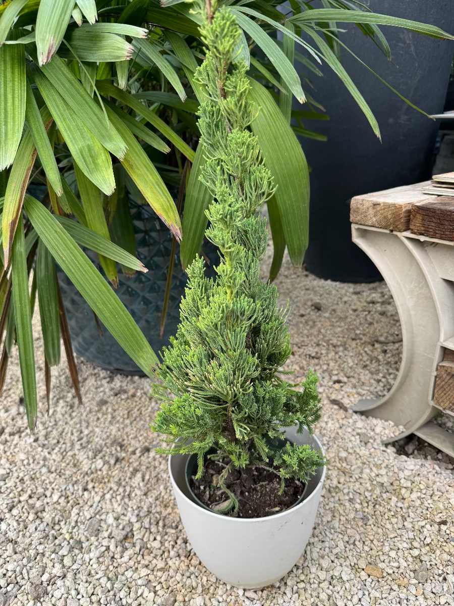A young potted Robusta Green Juniper shaped like a small Christmas tree, featuring dense, upright green foliage, growing in a round white pot