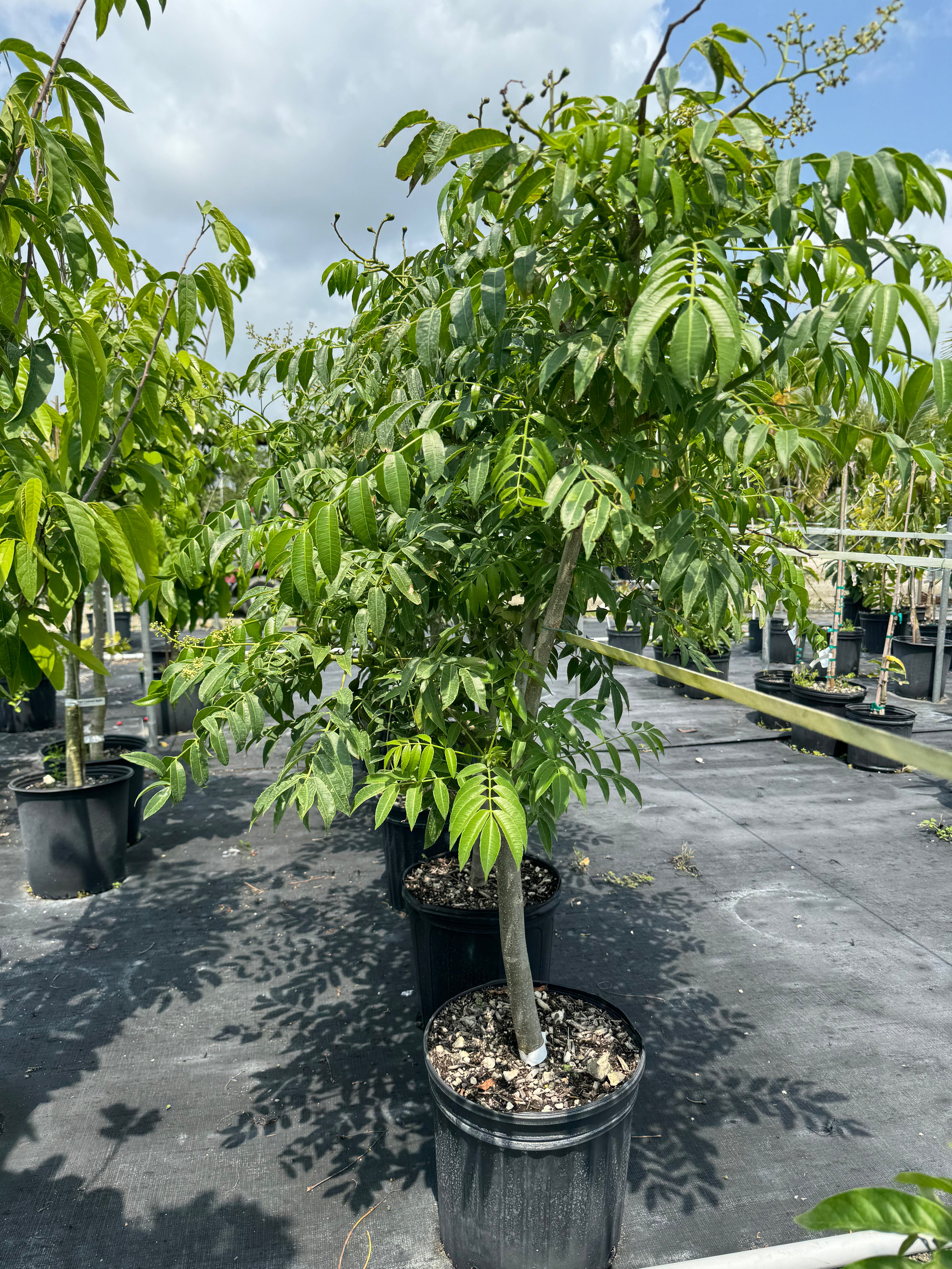 June Plum Fruit Tree, Spondias dulcis