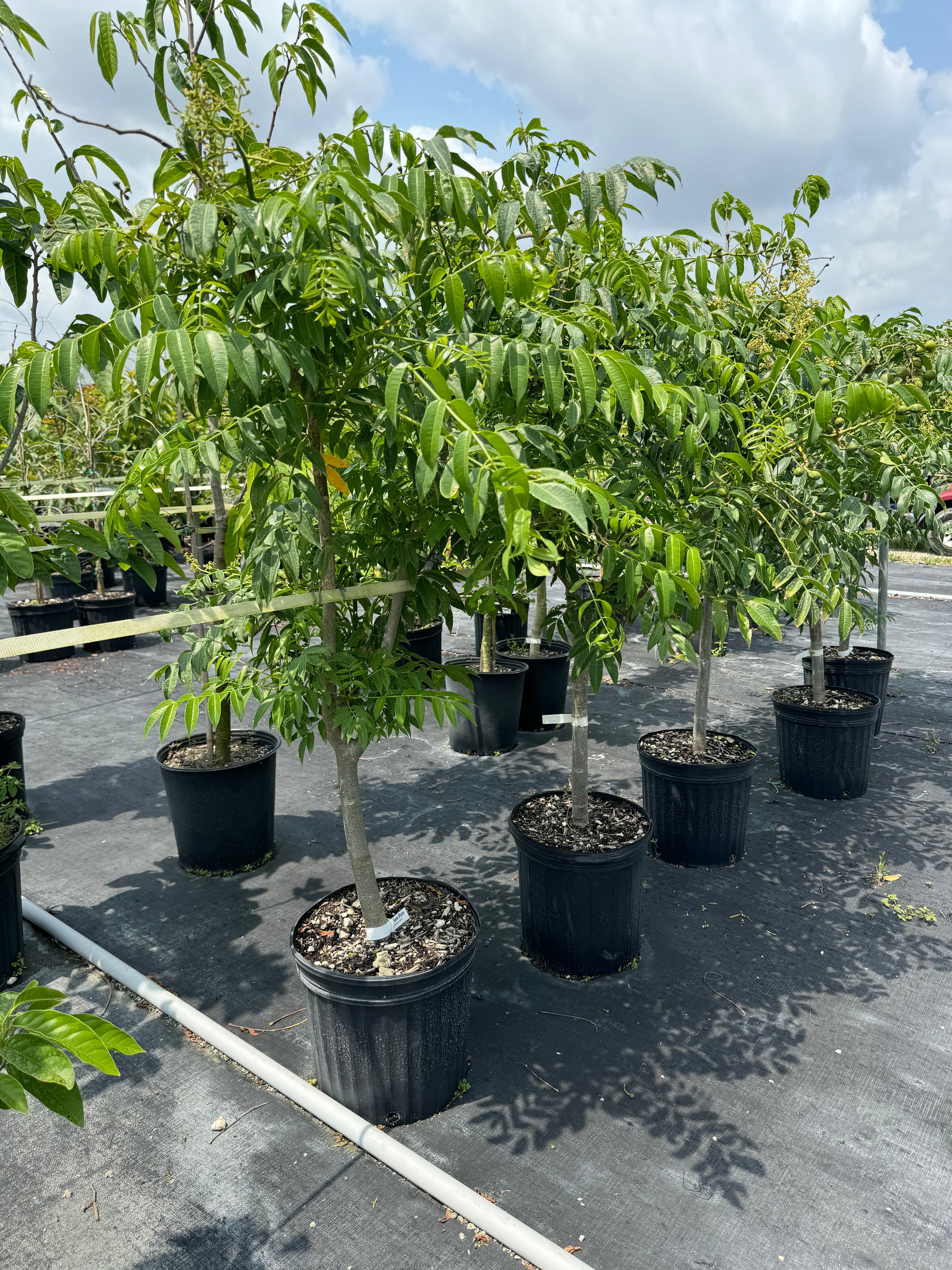 June Plum Fruit Tree, Spondias dulcis
