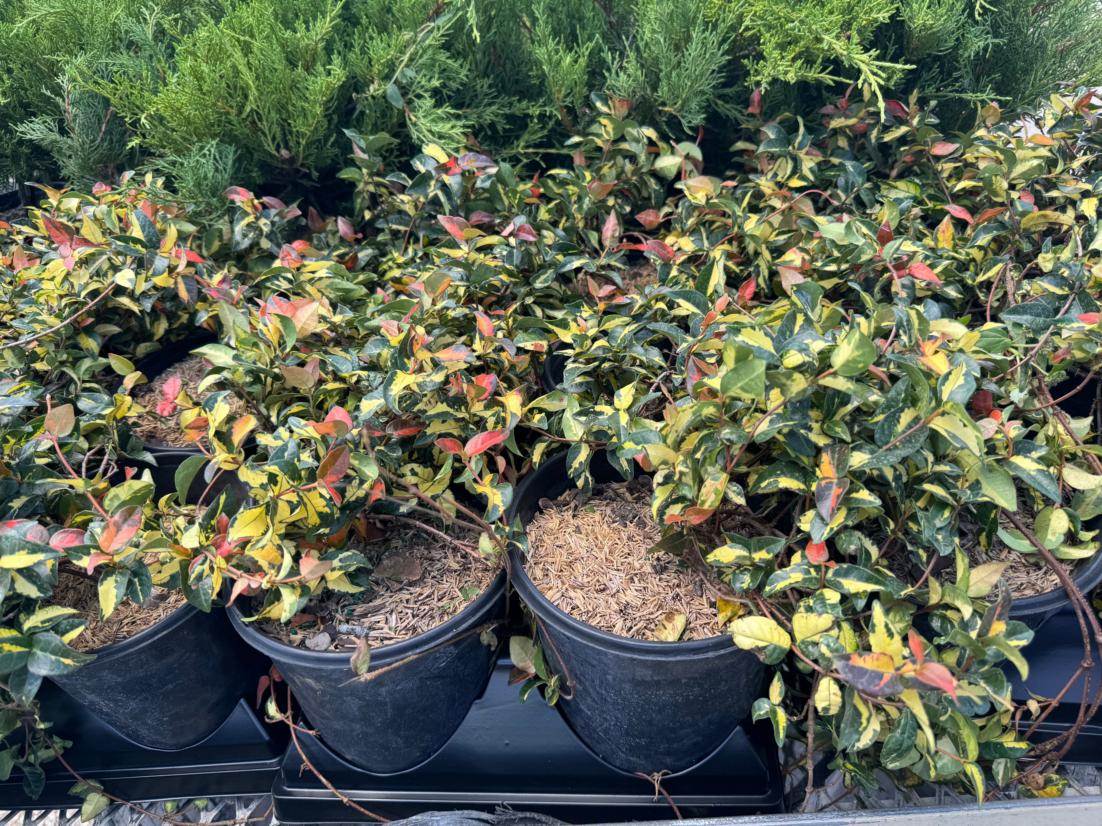 Jasmine Summer Sunset, Colorful Vining Plant in pots