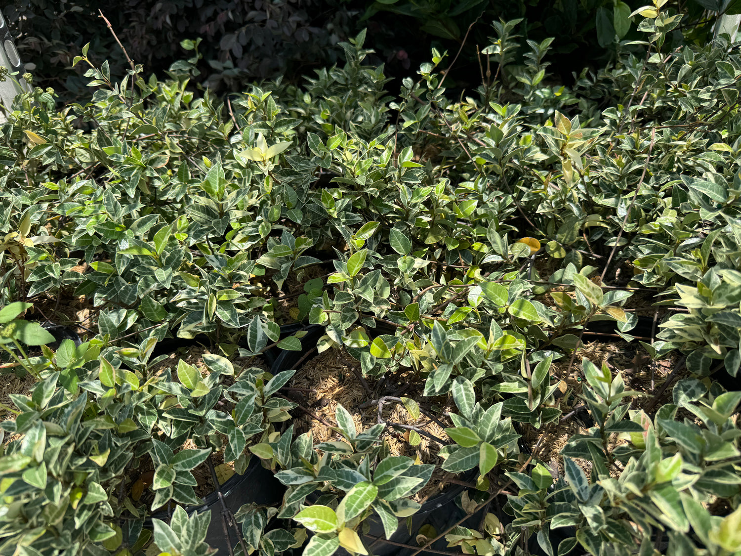 Jasmine Asiatic Minima Variegated leaves