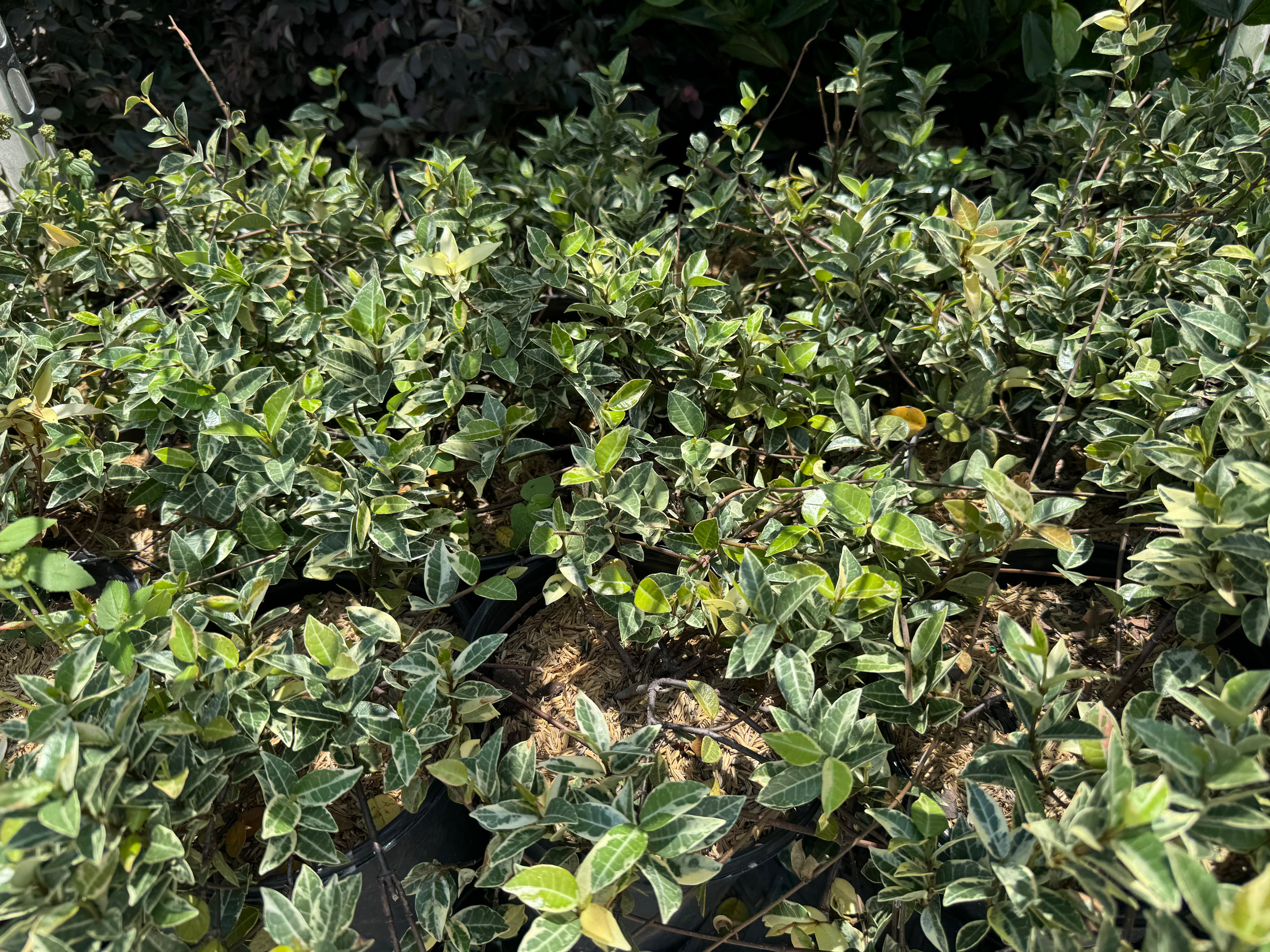 Jasmine Asiatic Minima Variegated leaves