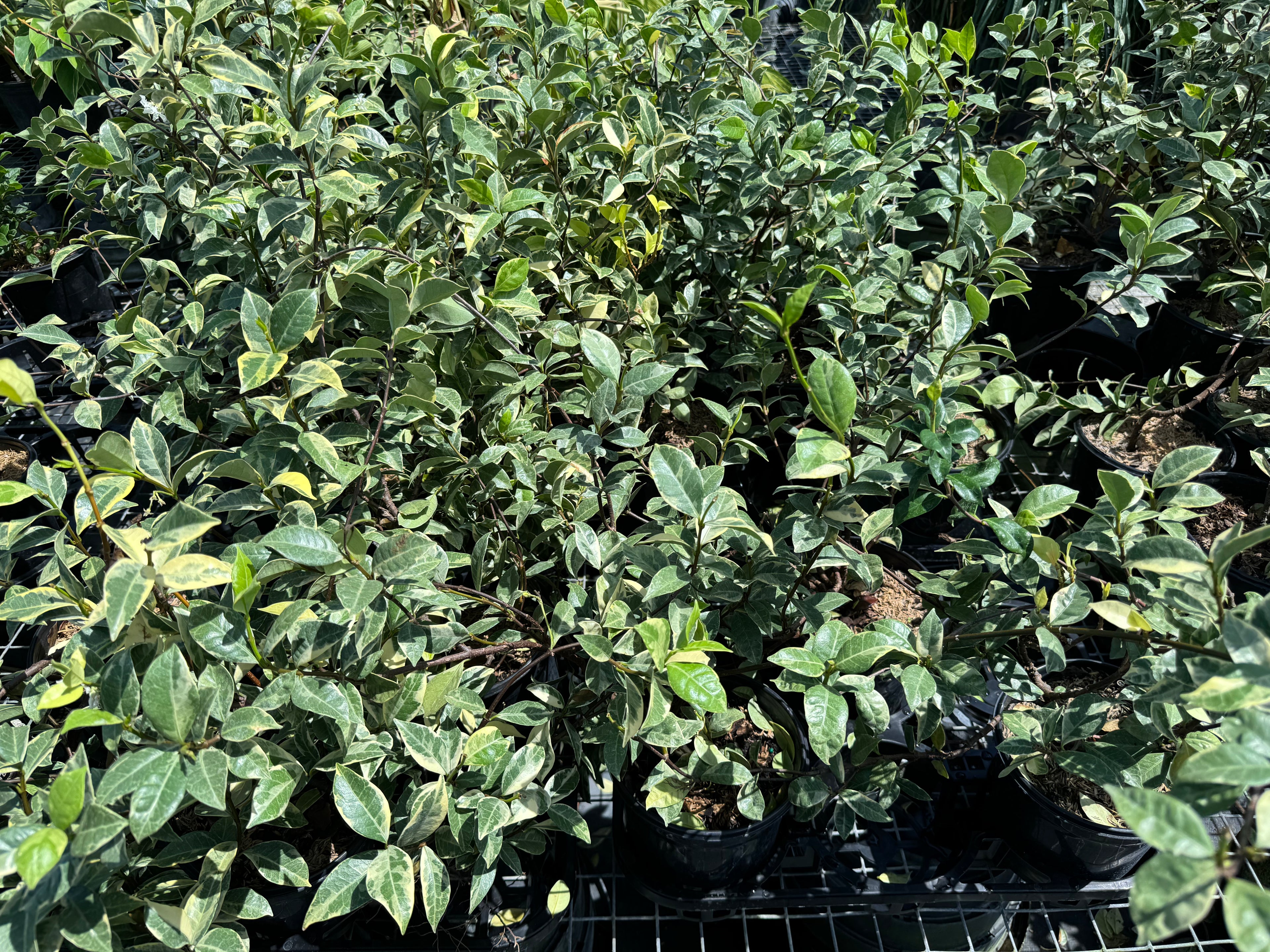 Jasmine Confederate Variegated, Vining Plant in Trellis leaves