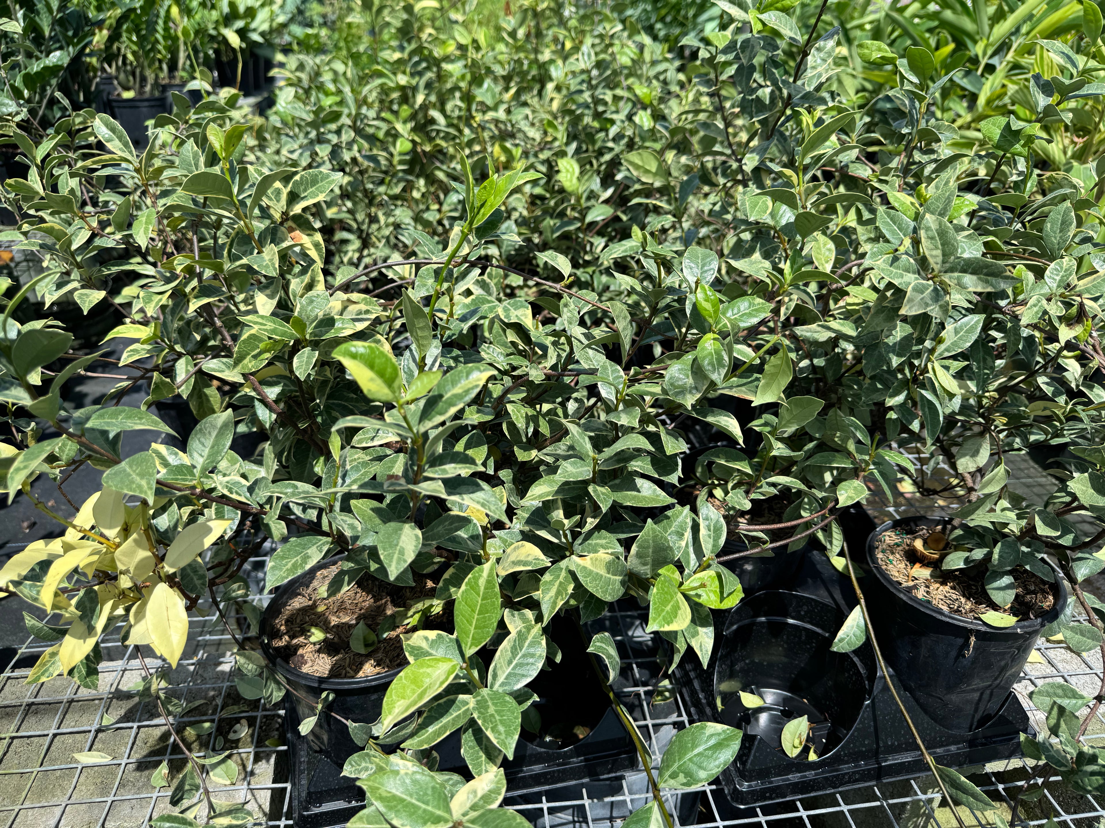 upper view of leaves of Jasmine Confederate Variegated, Vining Plant in Trellis