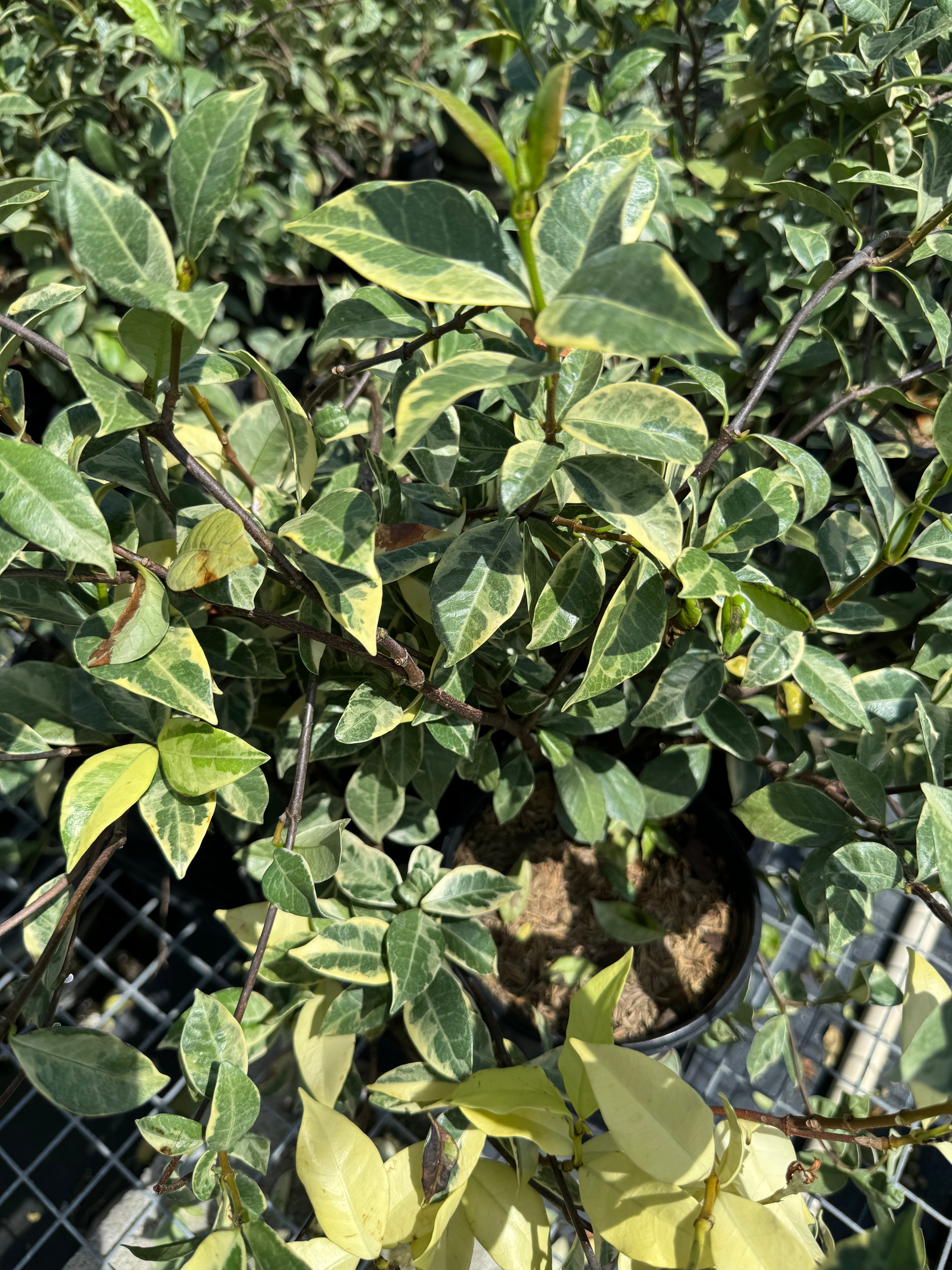 upper view of Jasmine Confederate Variegated, Vining Plant in Trellis outside view