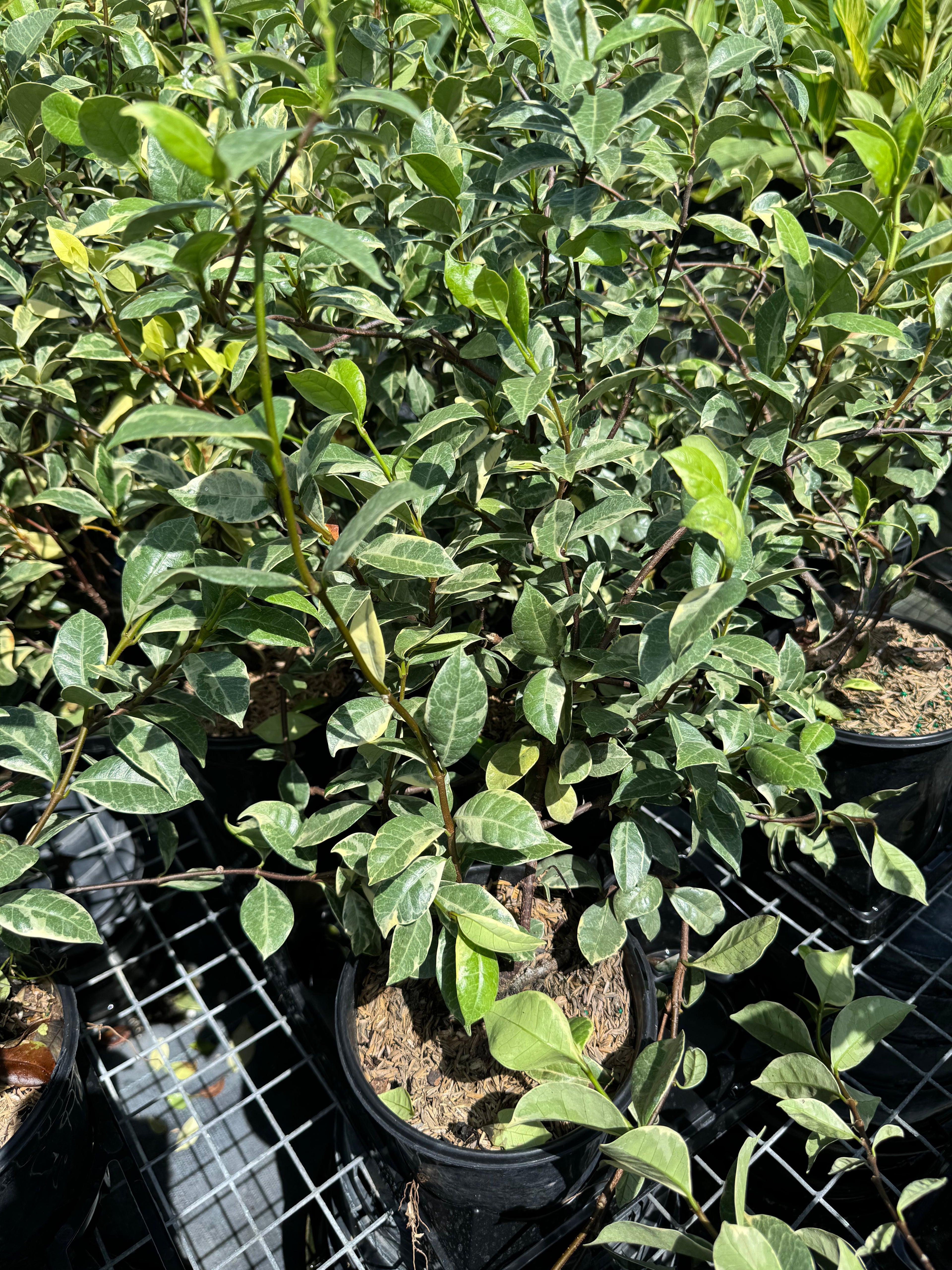 leaves of Jasmine Confederate Variegated, Vining Plant in Trellis