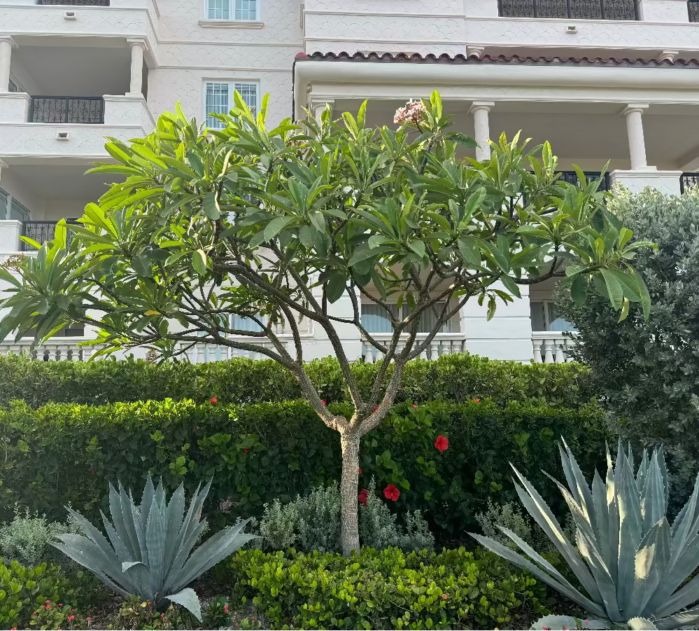 Full grown Plumeria Rubra Pink Orchid Flowering Tree with mature branching canopy and fragrant tropical blooms, showing full grown landscape appearance ideal for luxury outdoor spaces.