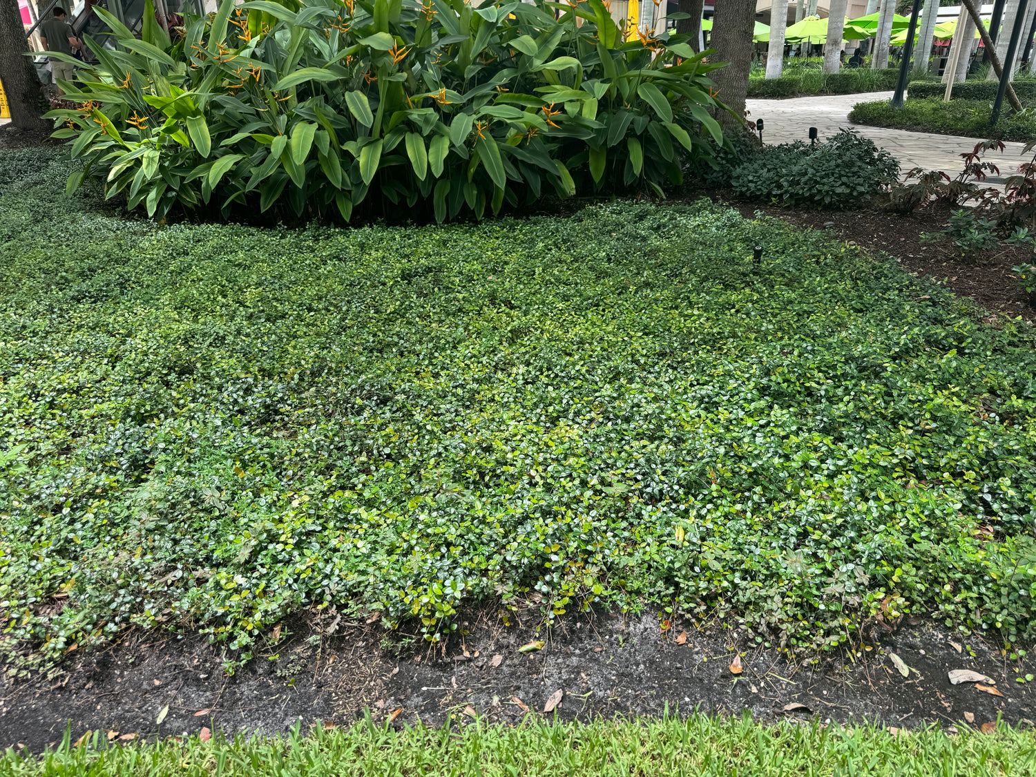 Jasmine Asiatic Minima