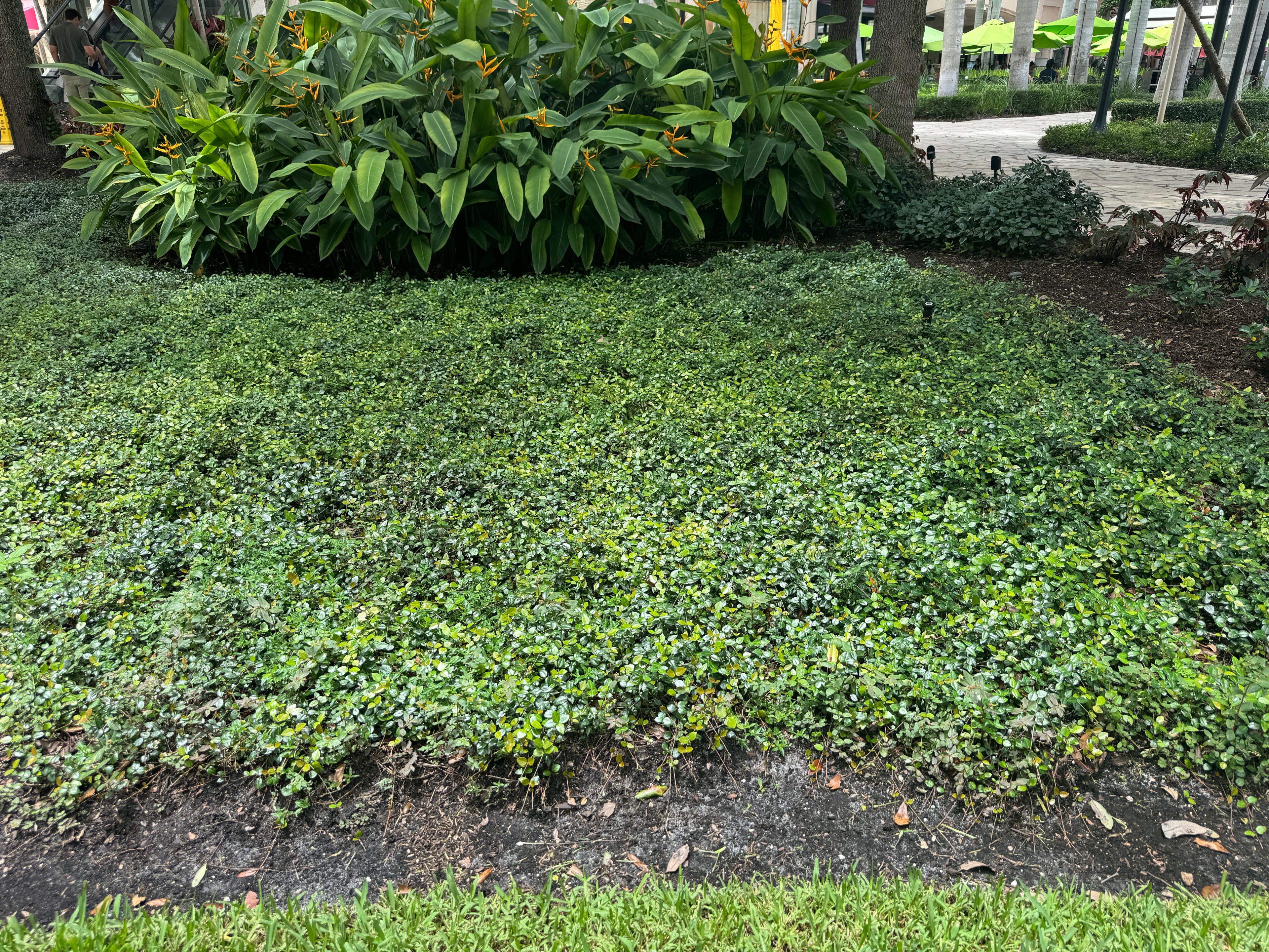 Jasmine Asiatic Minima
