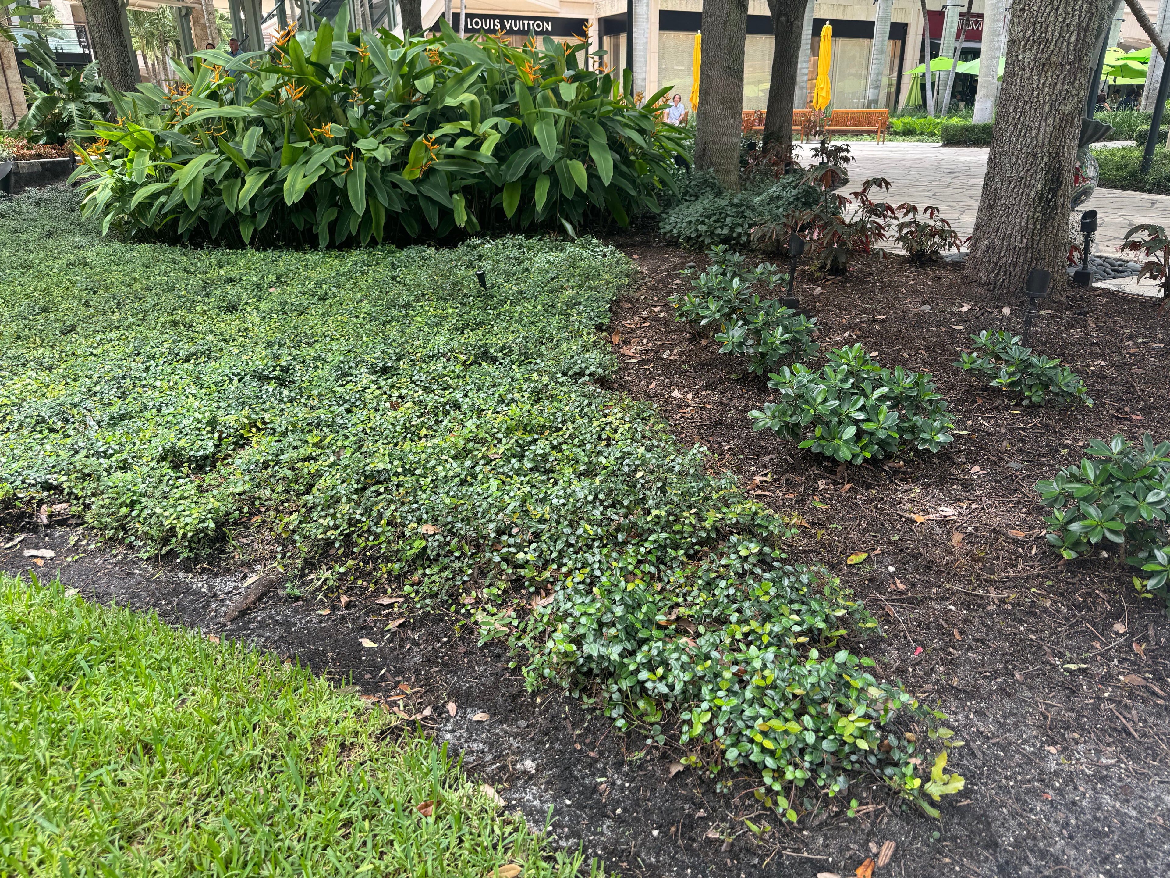 outside view of Jasmine Asiatic Minima