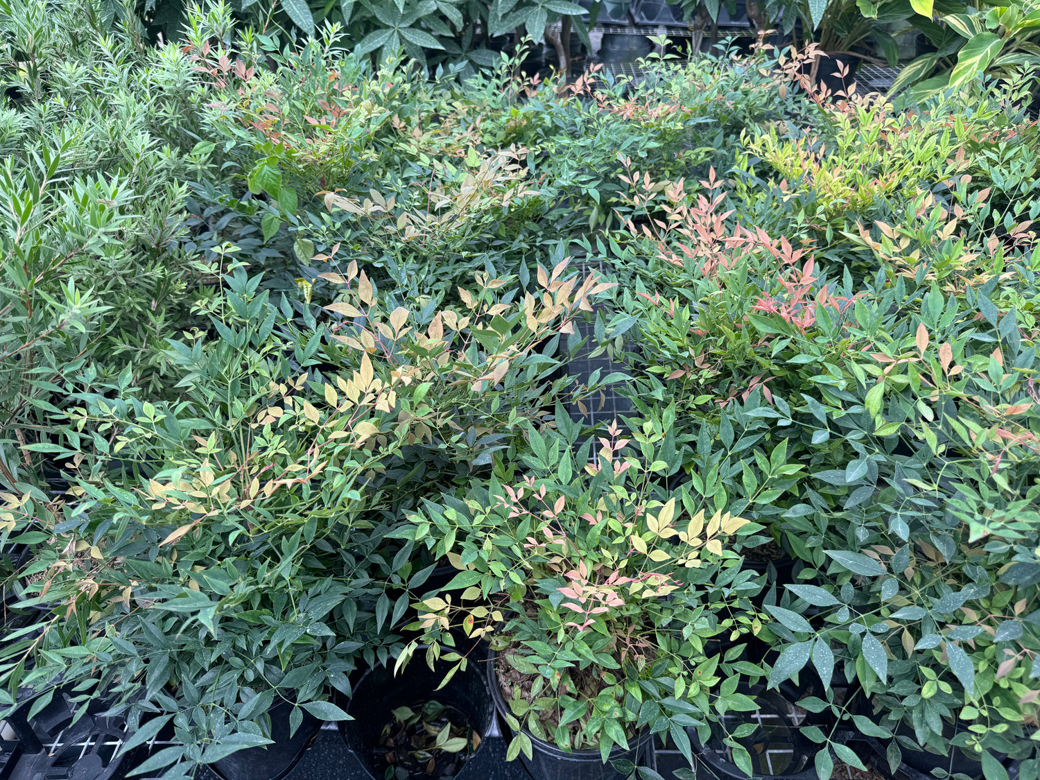 leaves of Nandina Firepower Heavenly Bamboo