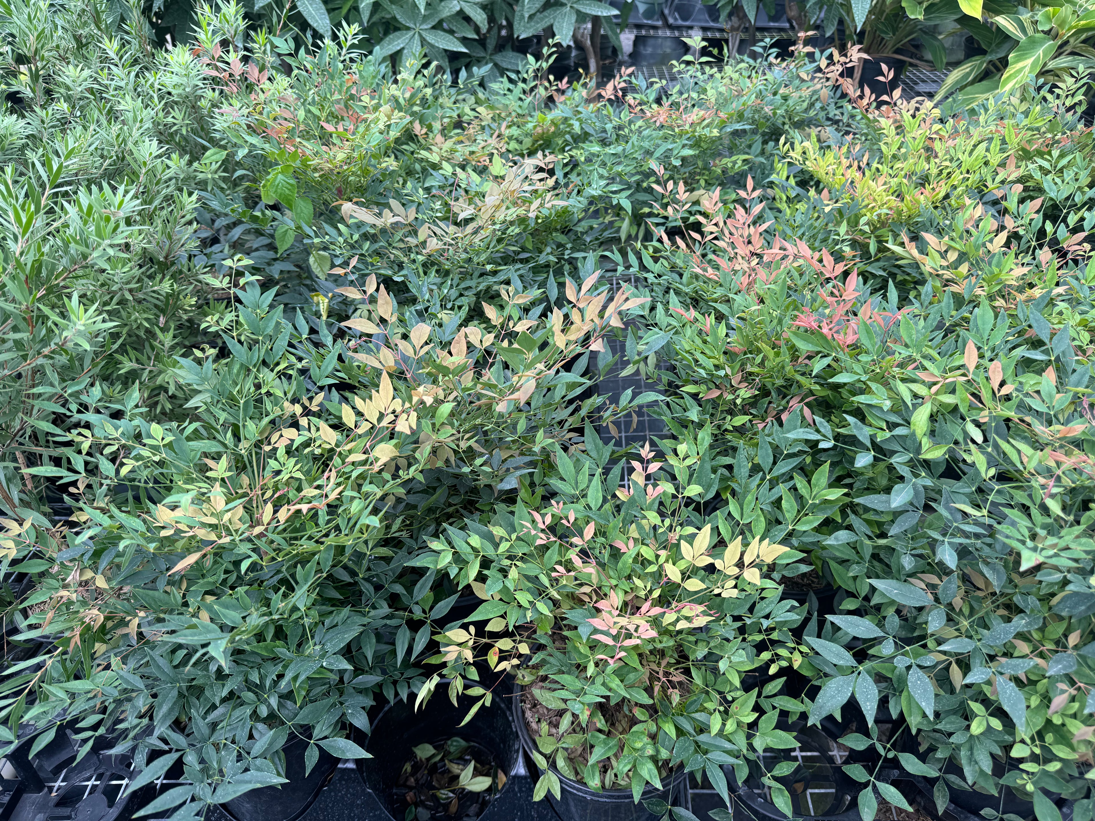leaves of Nandina Firepower Heavenly Bamboo