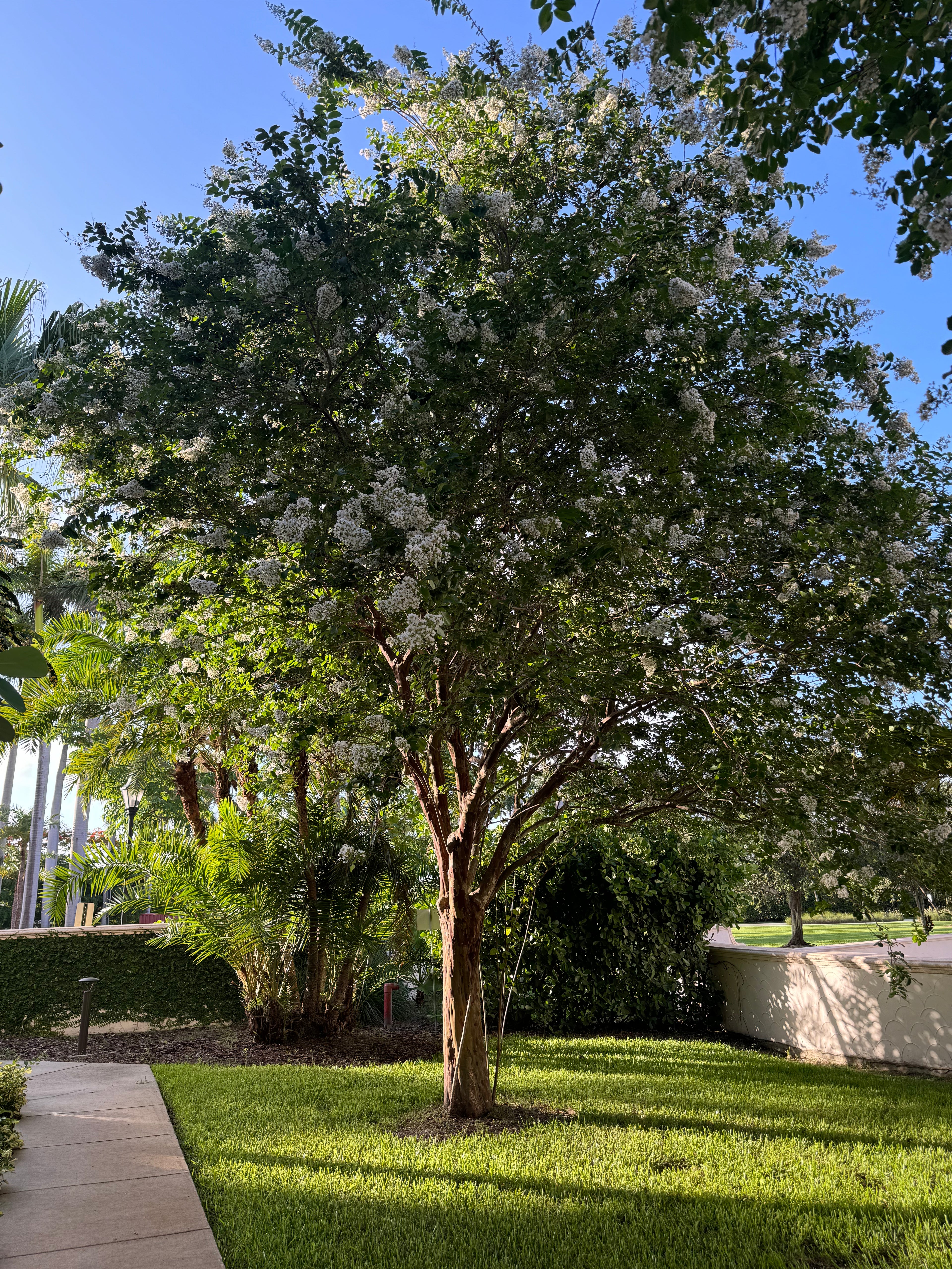 Crape Myrtle Natchez White Flower