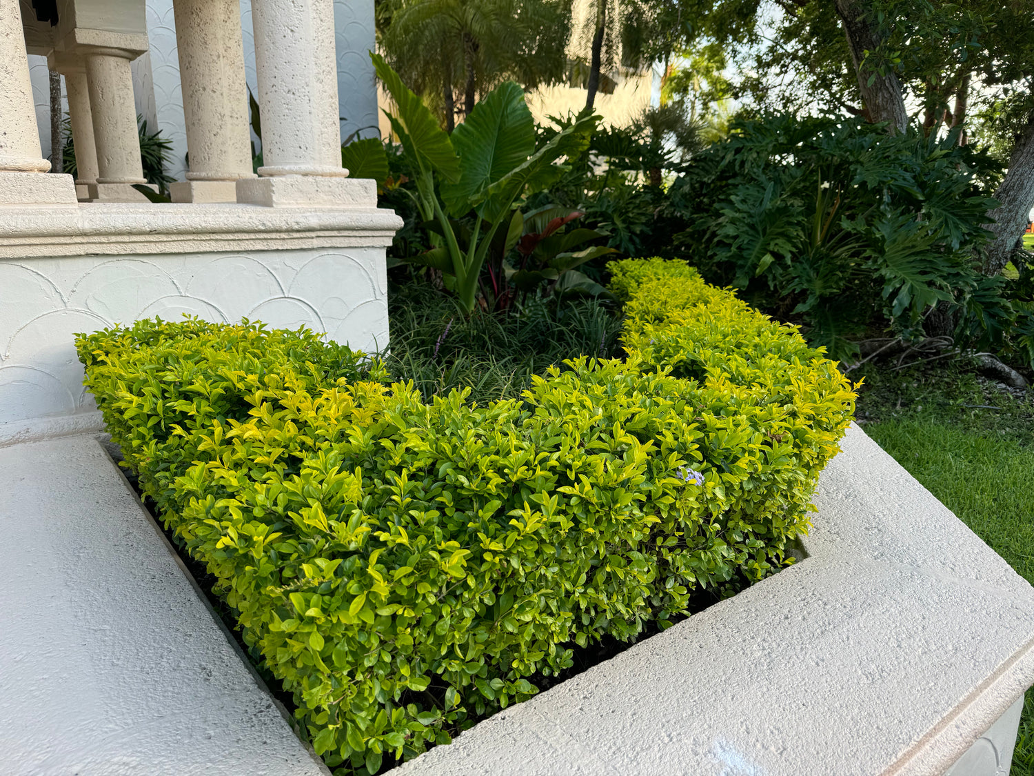 Gold Mound, Duranta Erecta Shrub