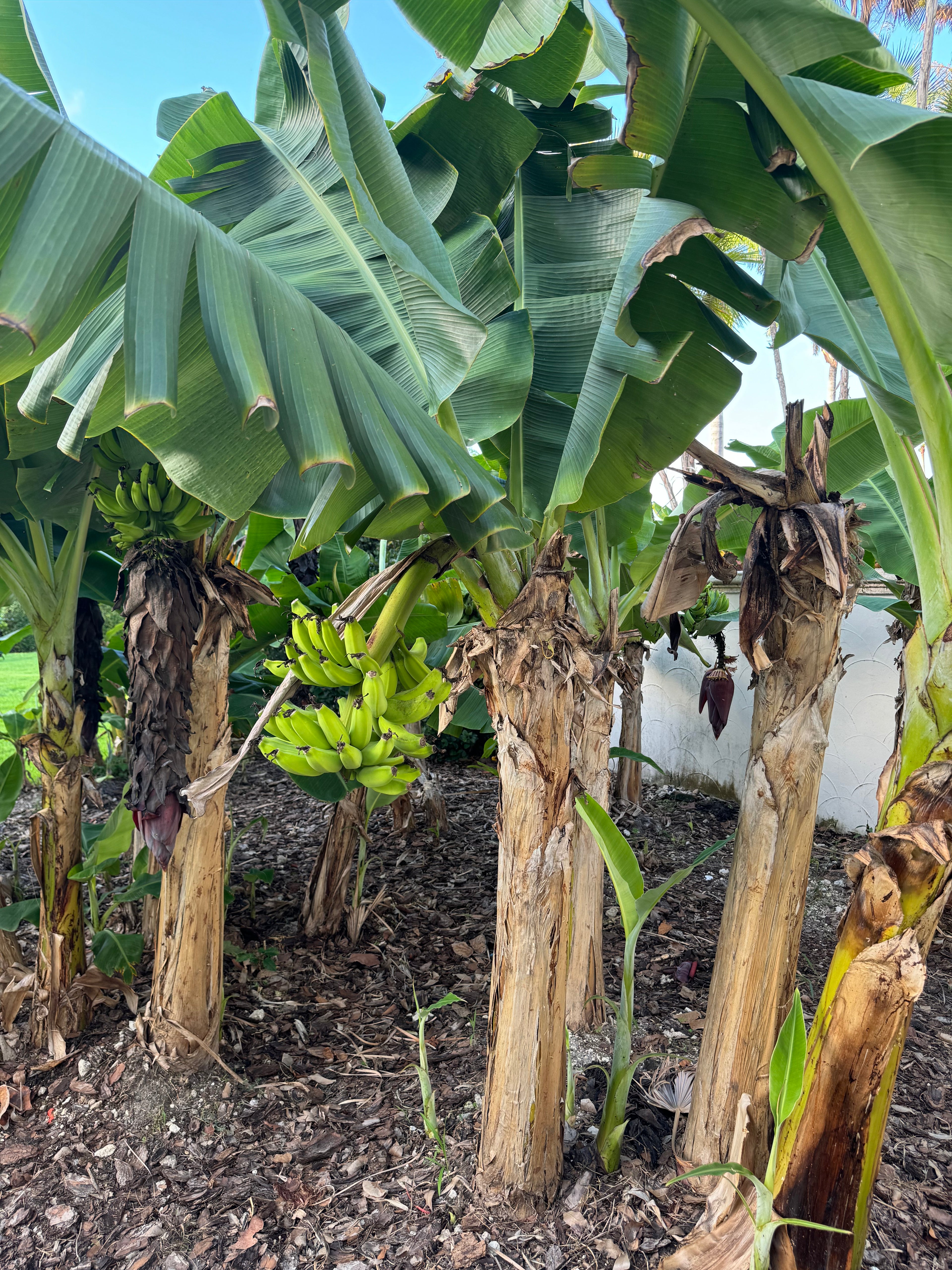 Gold Finger Banana Fruit Tree